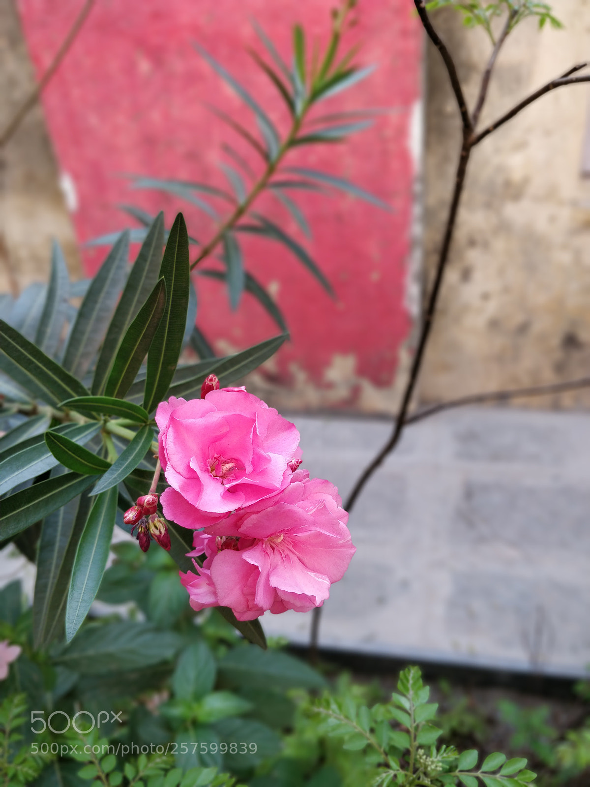 OnePlus 5T sample photo. Bokeh photography