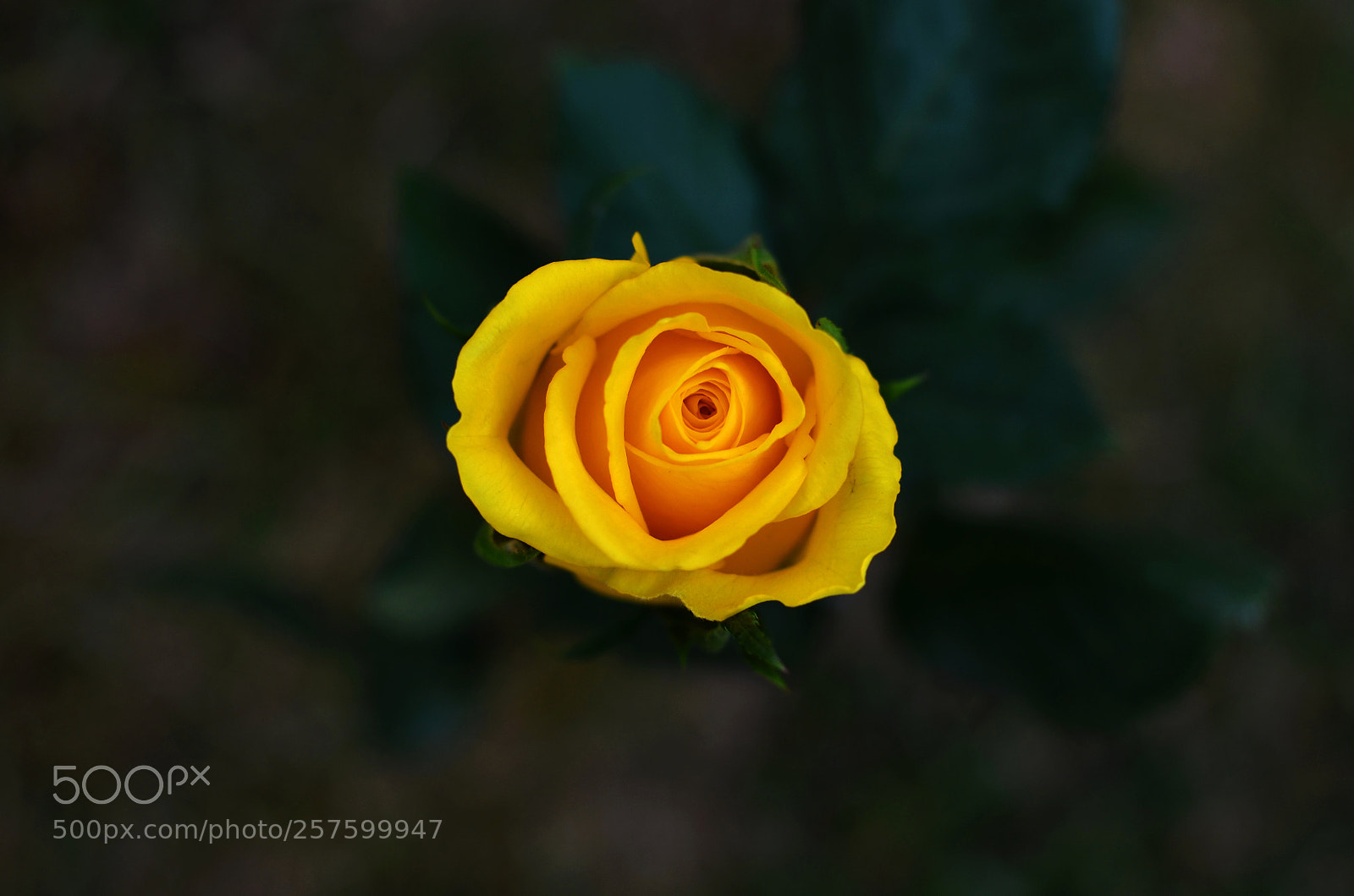 Nikon D5100 sample photo. Yellow rose macro photography