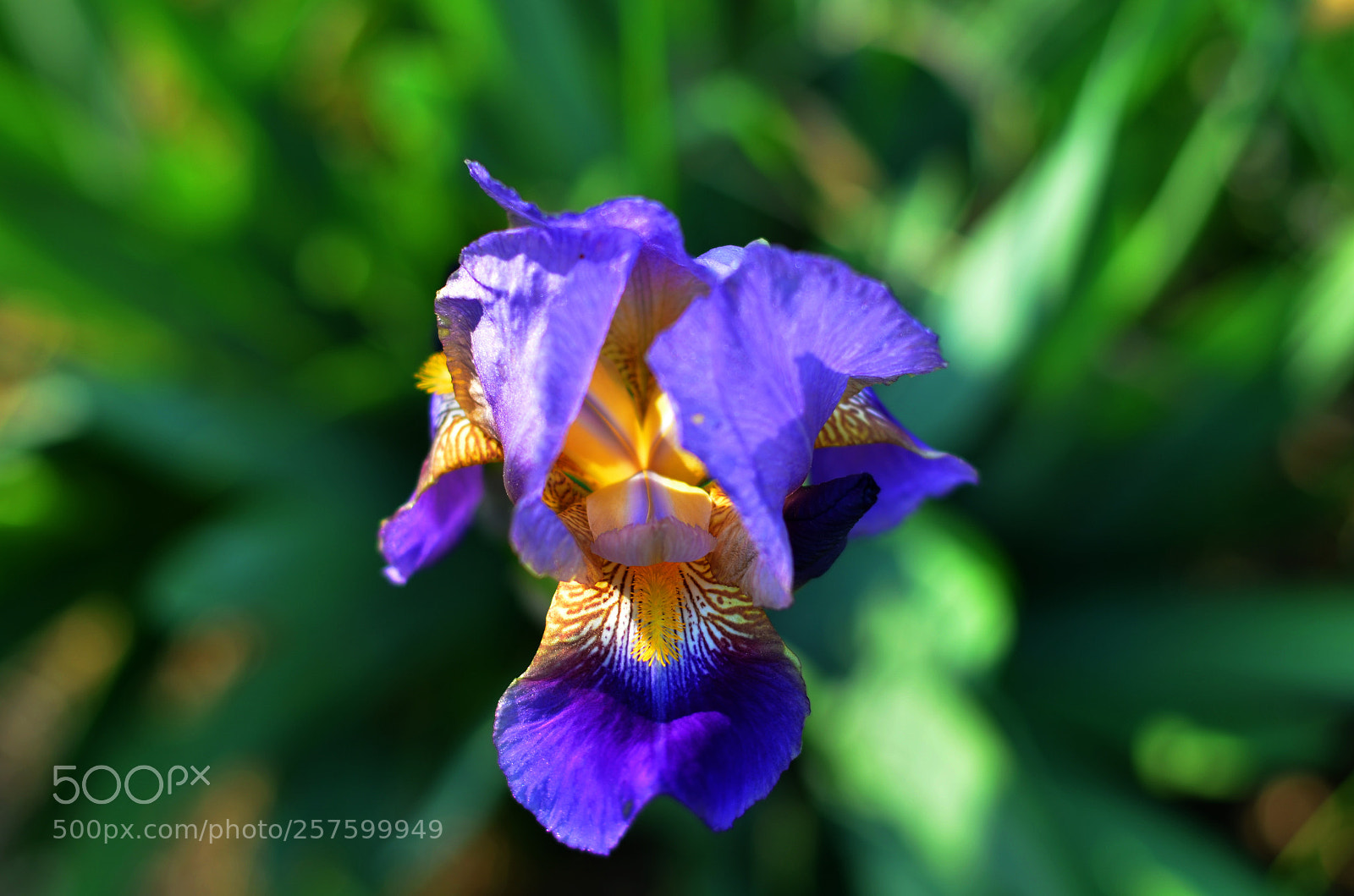 Nikon D5100 sample photo. Bearded iris macro photography