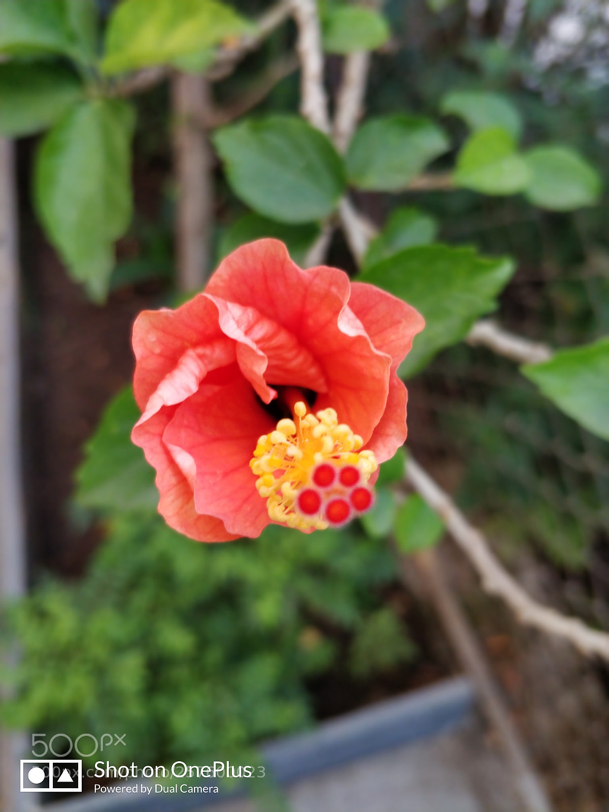 OnePlus 5T sample photo. Bokeh photography