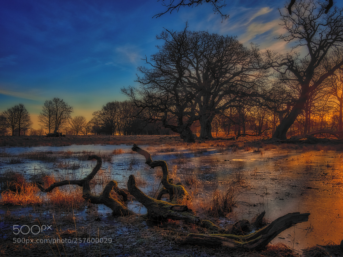Olympus OM-D E-M1 sample photo. Sunrise at dyrehaven photography
