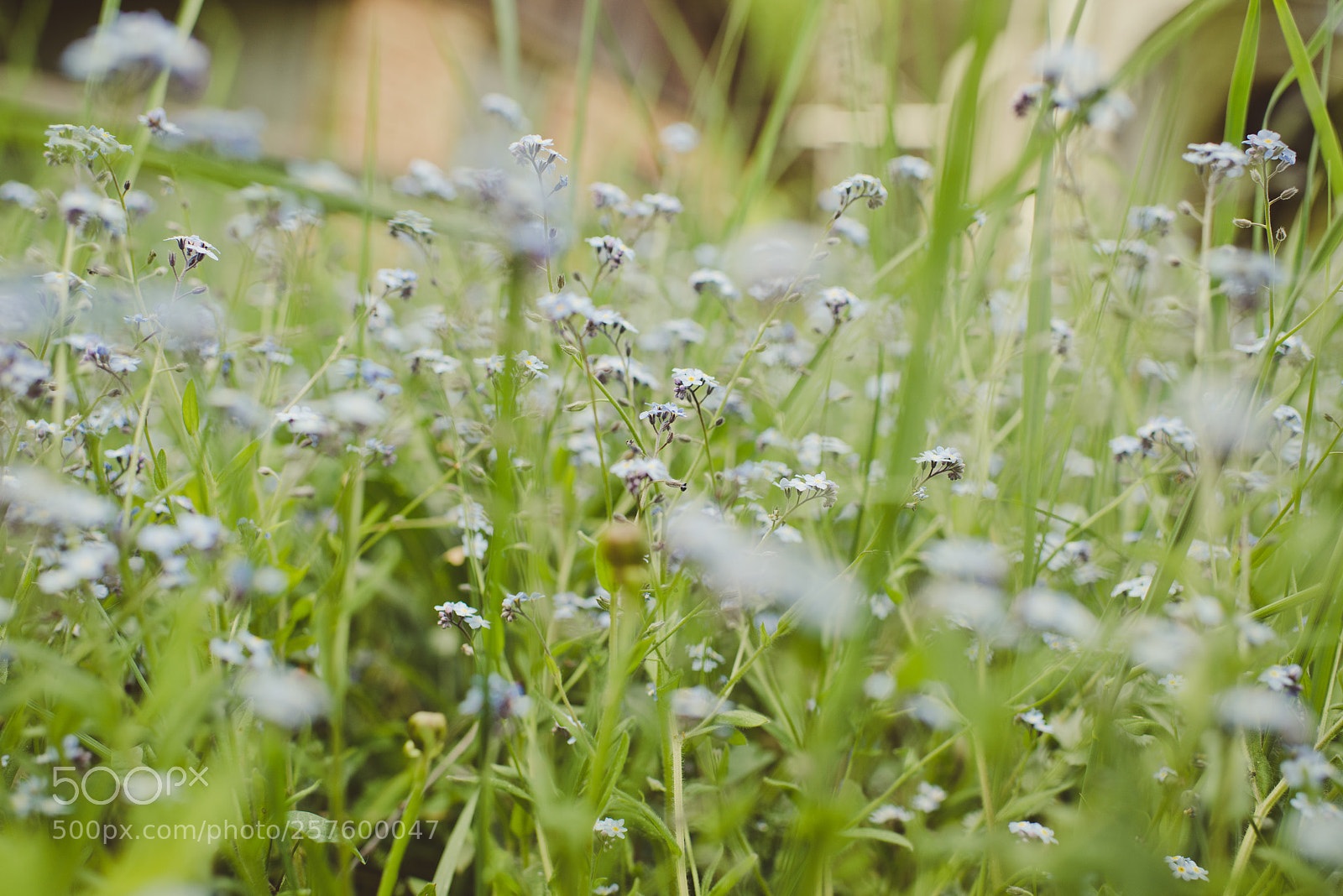 Nikon D800E sample photo. Meadow in spring photography
