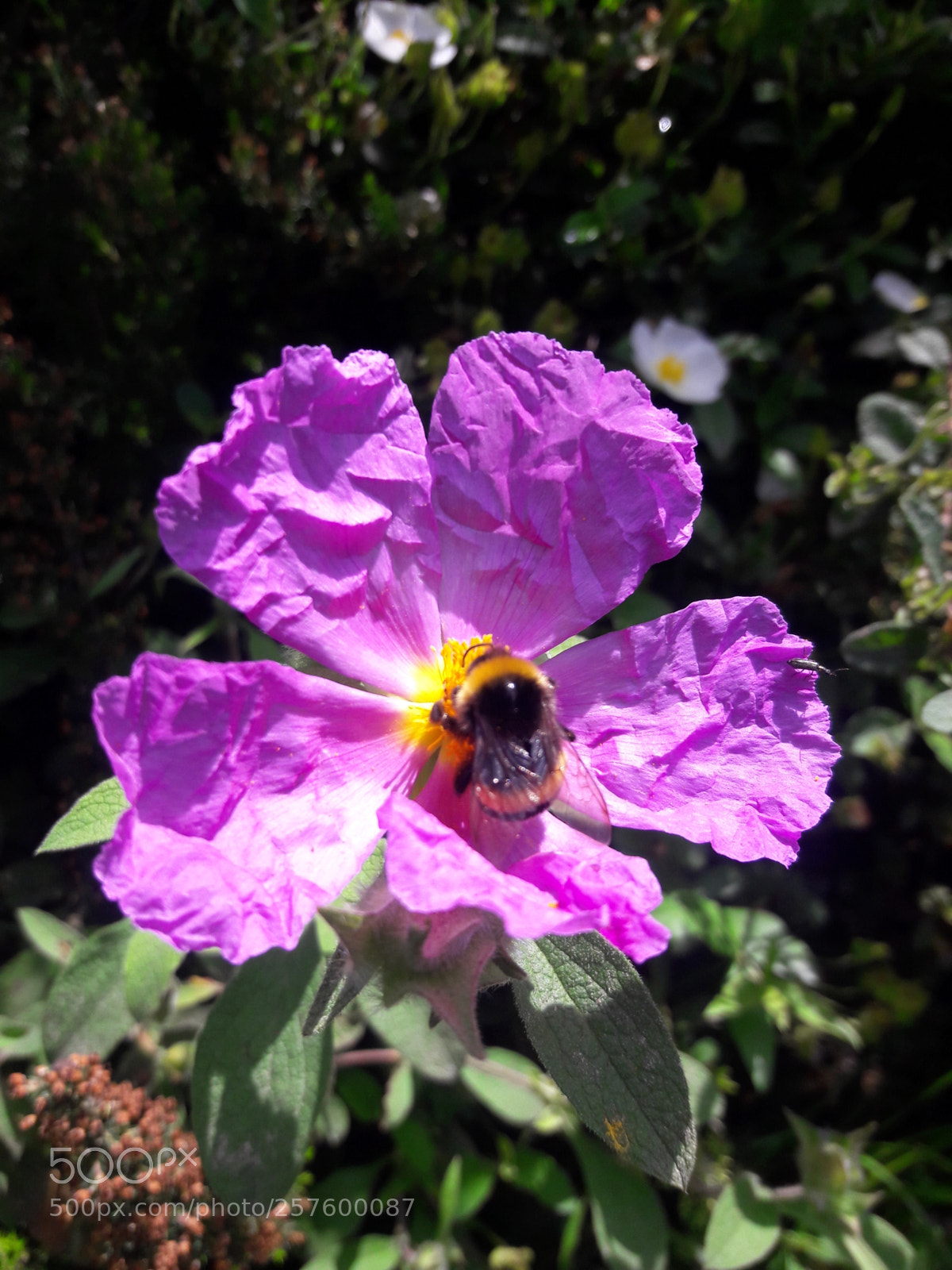 Samsung Galaxy J7 sample photo. Untitled photography