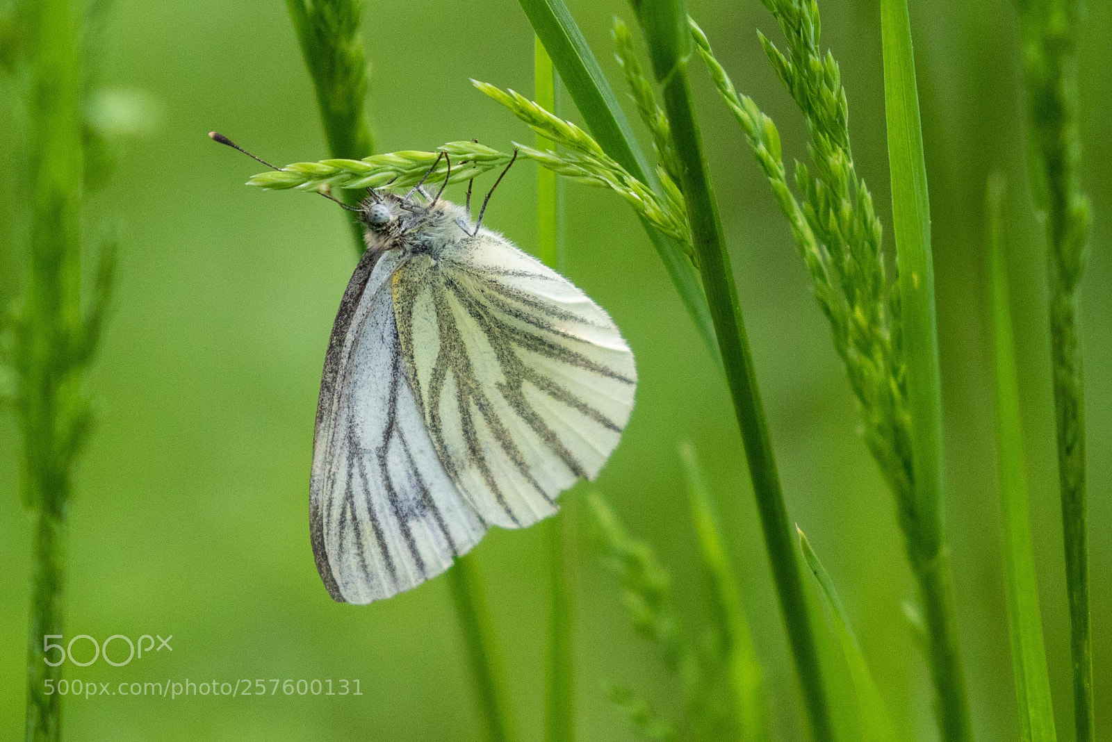 Canon EOS 7D Mark II sample photo. Green-veined white photography