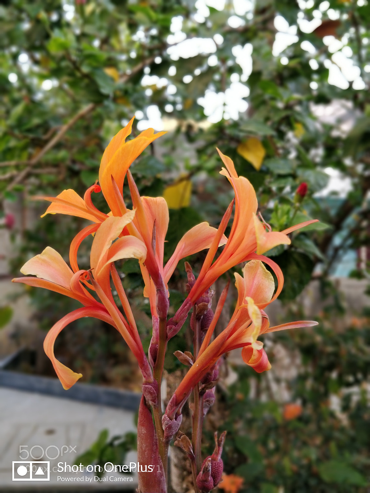 OnePlus 5T sample photo. Bokeh photography