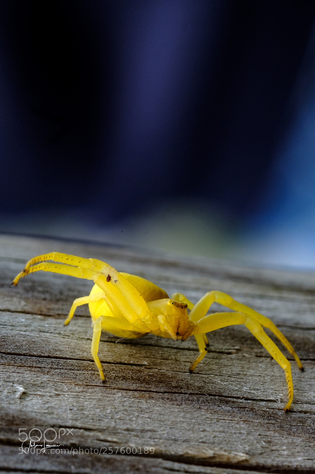 Fujifilm X-T2 sample photo. Yellow spider photography