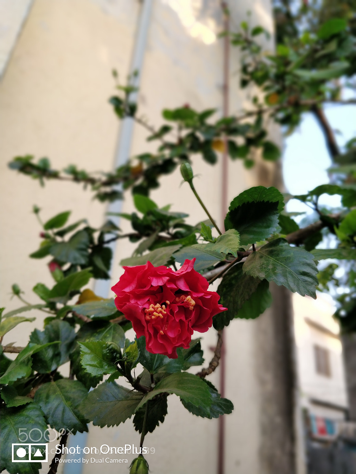 OnePlus 5T sample photo. Bokeh photography