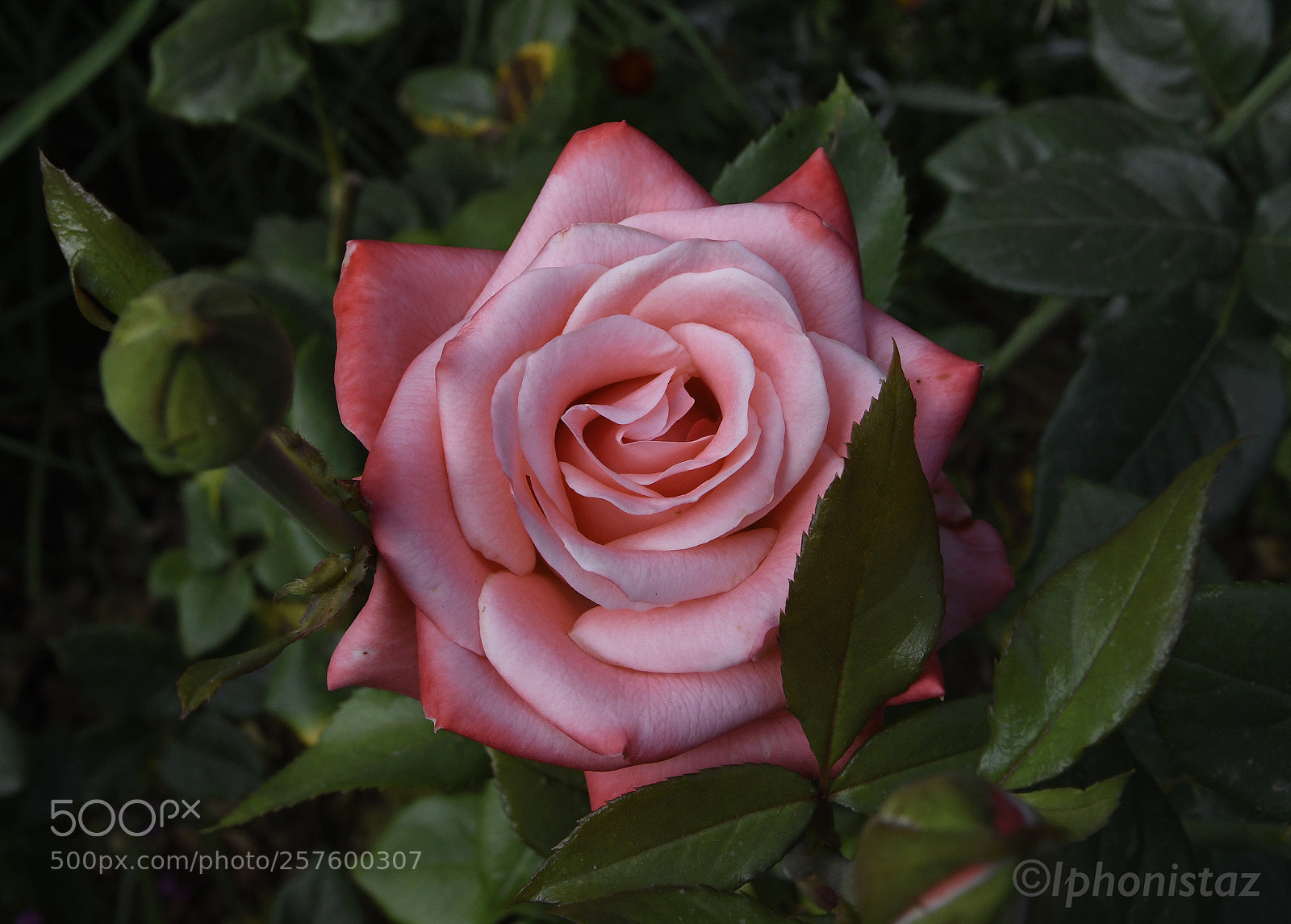 Nikon D500 sample photo. Rose morocco photography