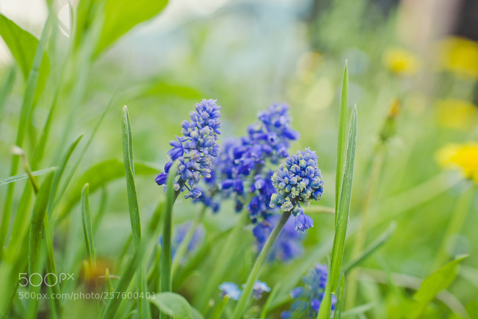 Nikon D800E sample photo. Muscari flowers photography