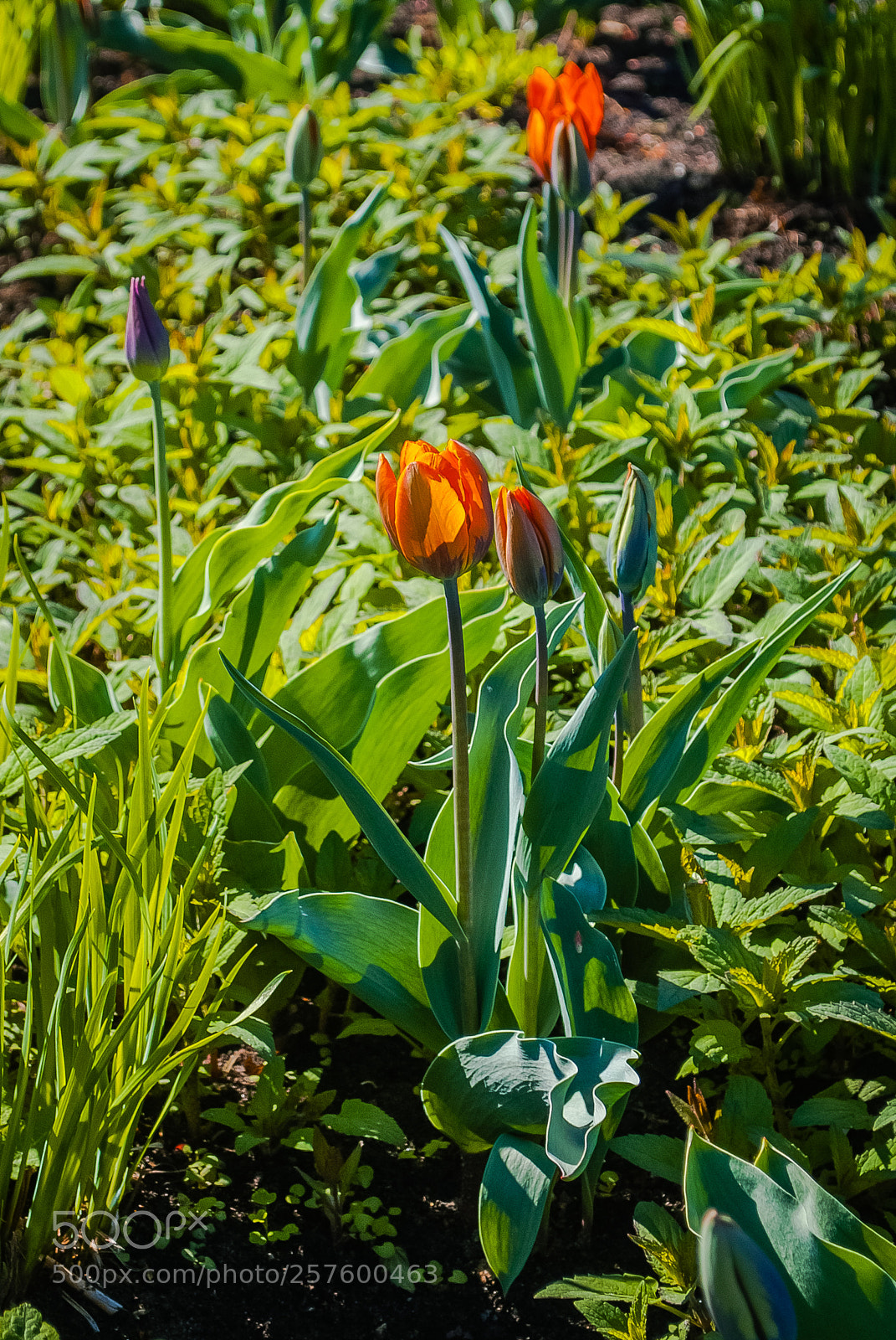 Nikon D60 sample photo. Фонарики photography