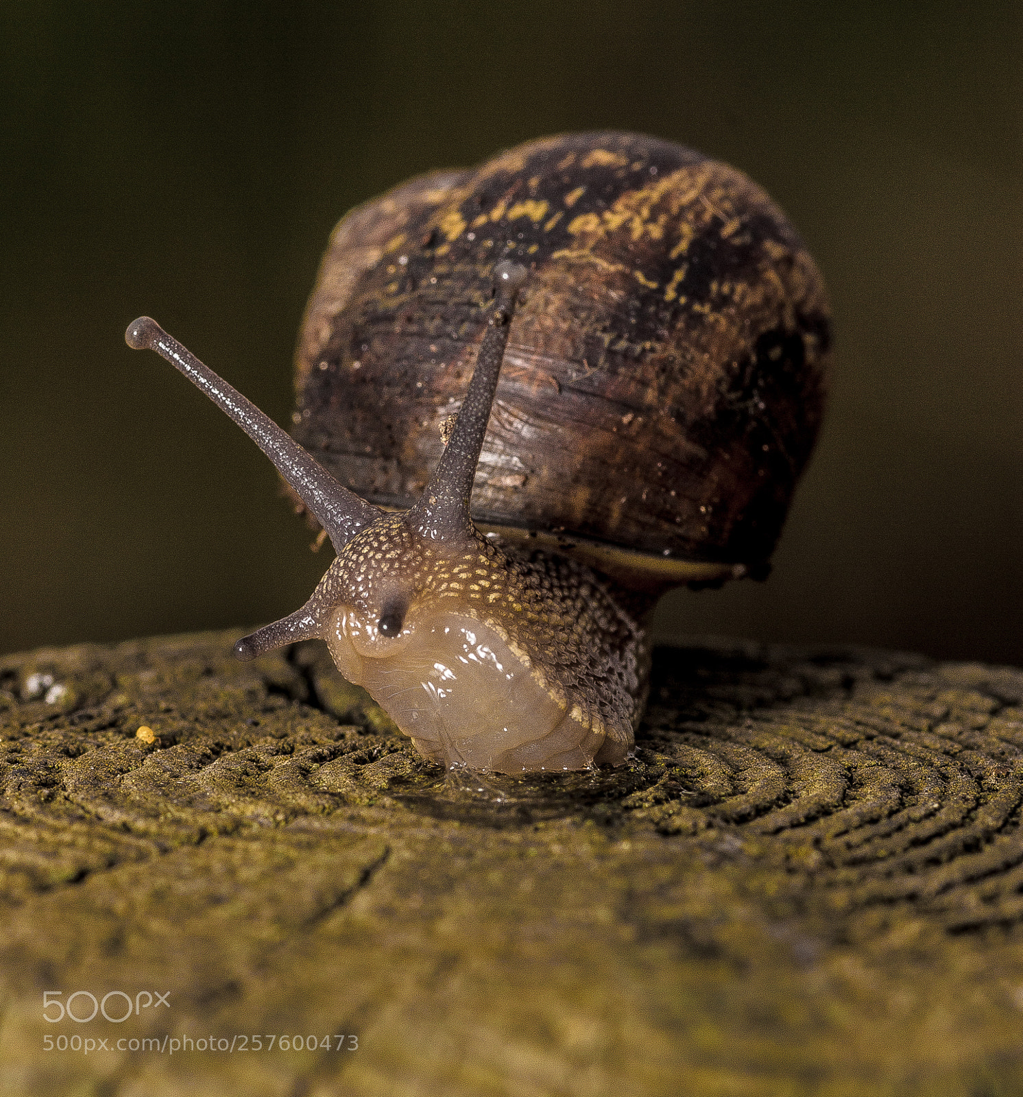 Canon EOS 60D sample photo. The snail photography