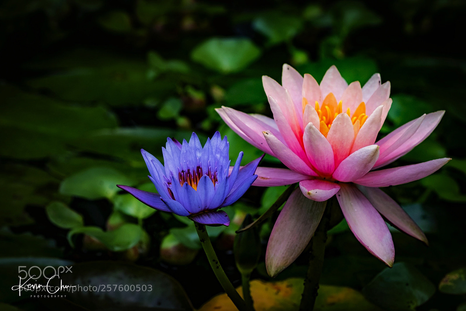 Fujifilm X-H1 sample photo. Lotus dream photography