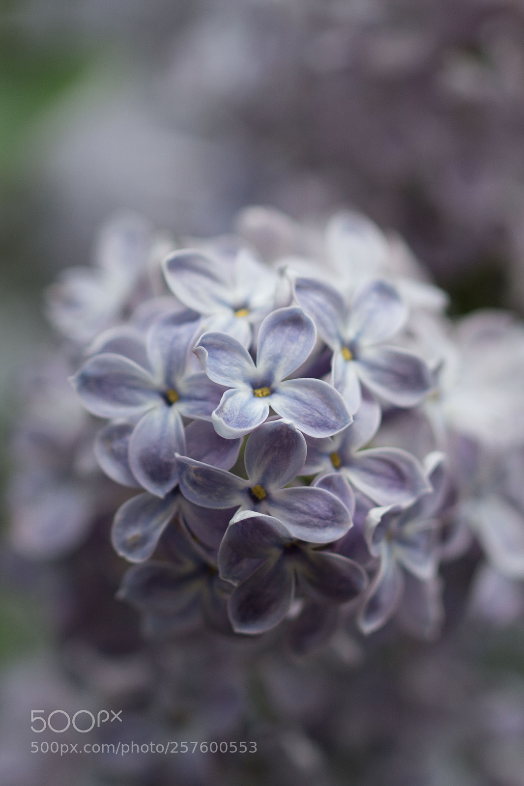 Canon EOS 700D (EOS Rebel T5i / EOS Kiss X7i) sample photo. Flieder photography