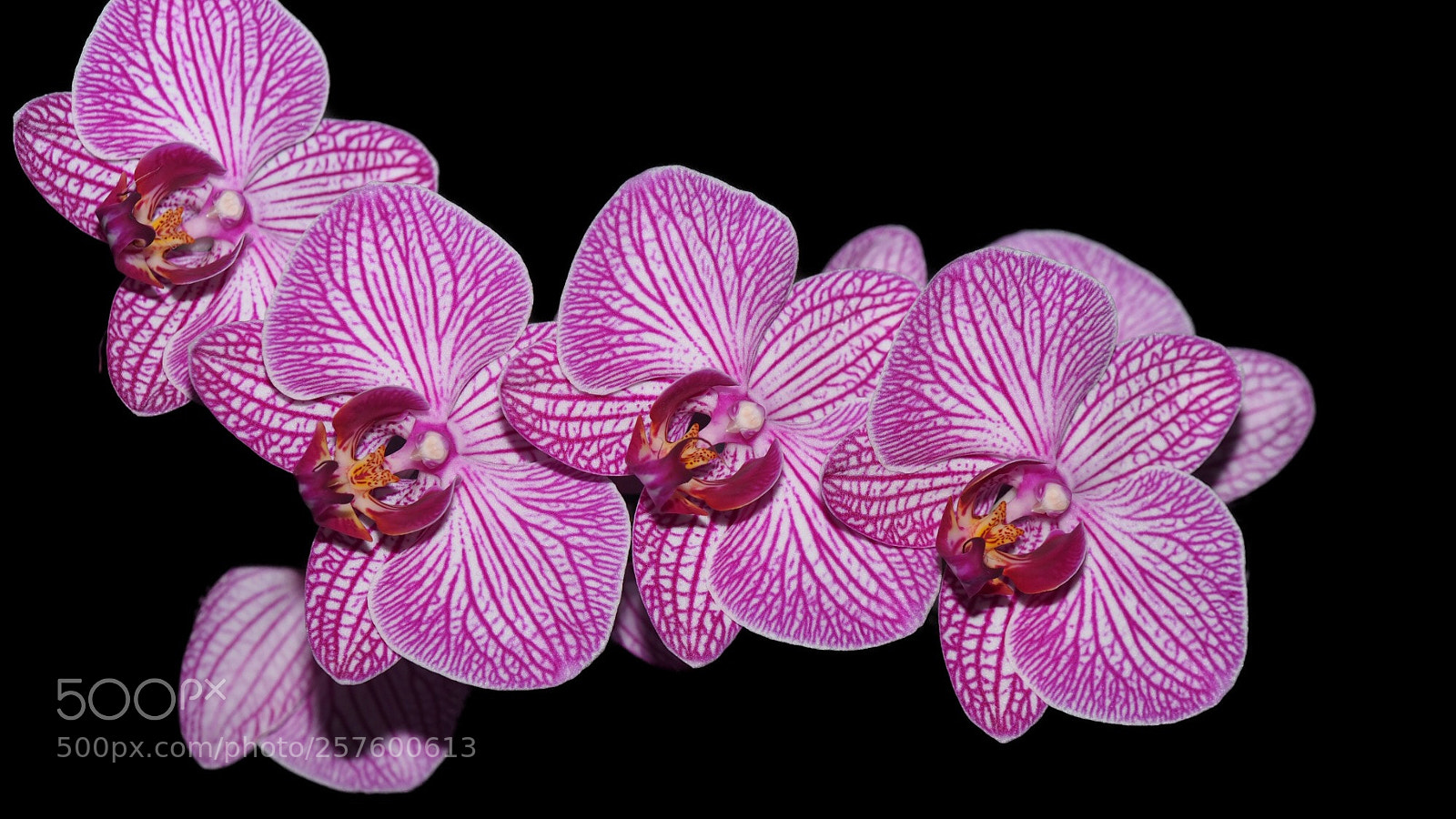 Olympus OM-D E-M1 sample photo. Orchideen photography