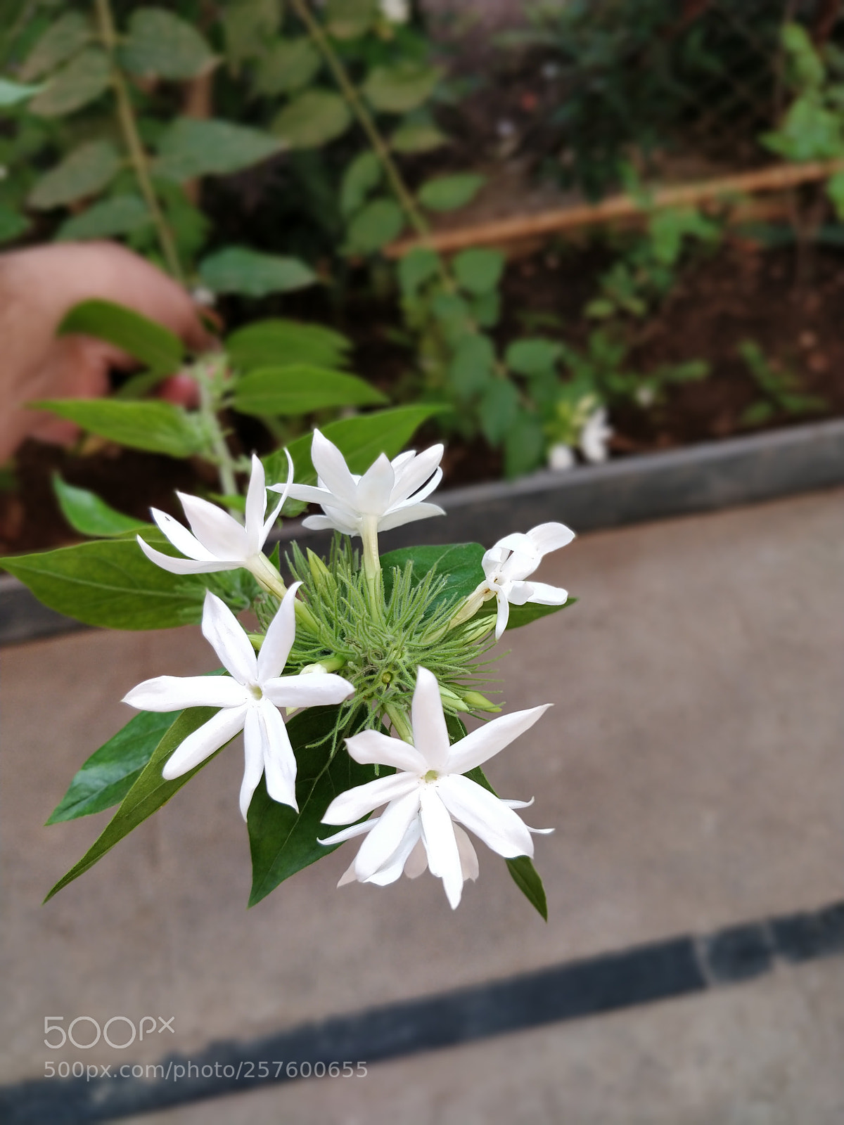 OnePlus 5T sample photo. Bokeh photography