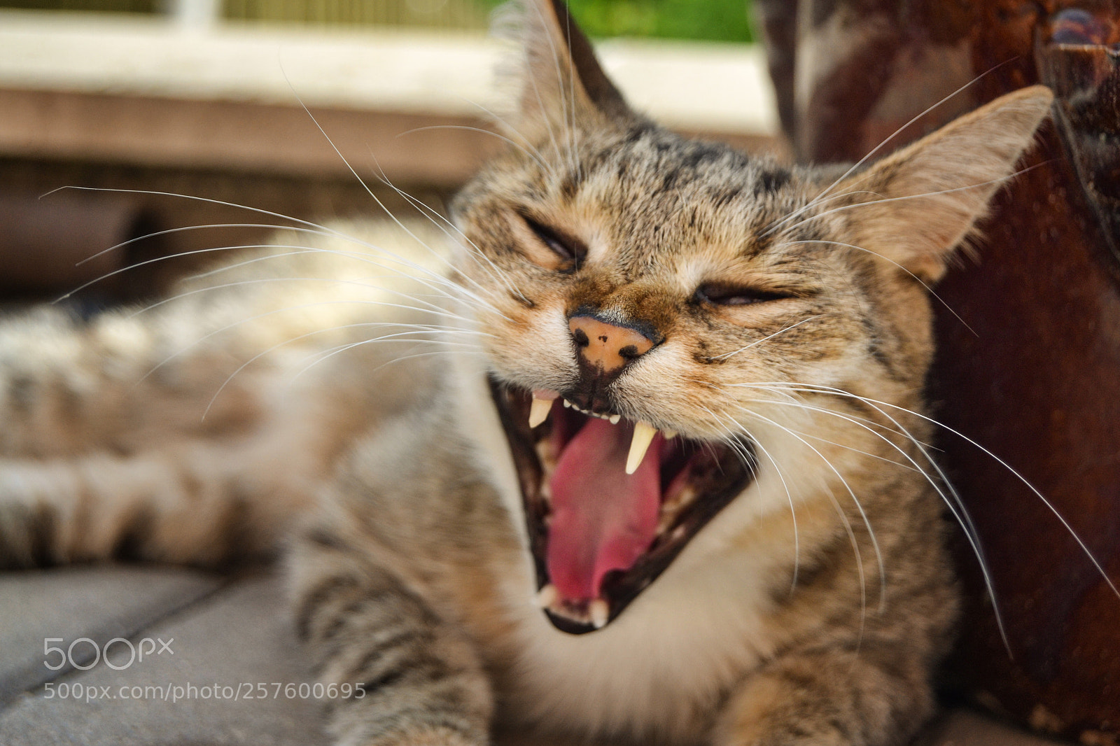 Nikon D3100 sample photo. Meow photography
