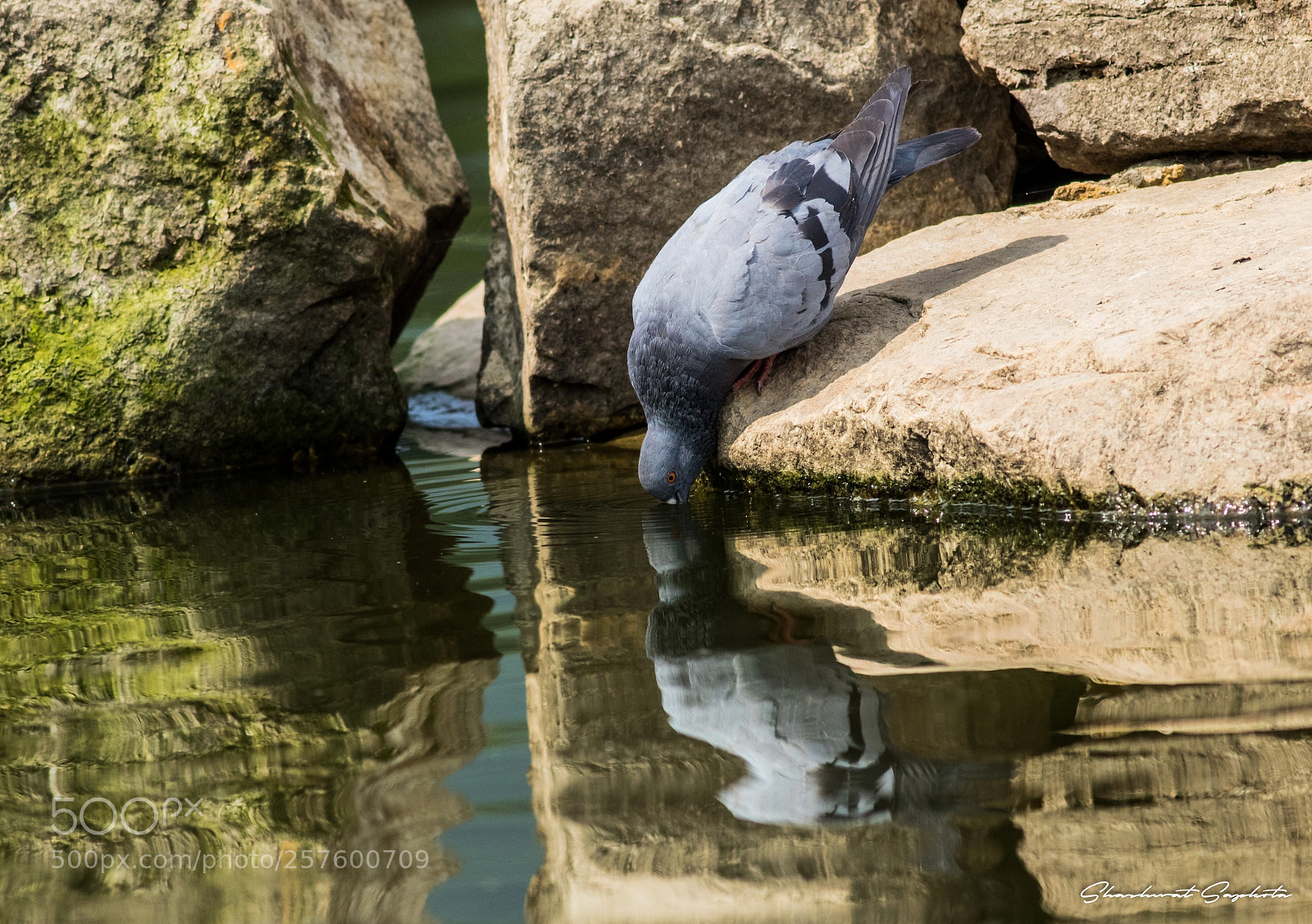 Canon EOS 7D Mark II sample photo. Thirsty pigeon photography