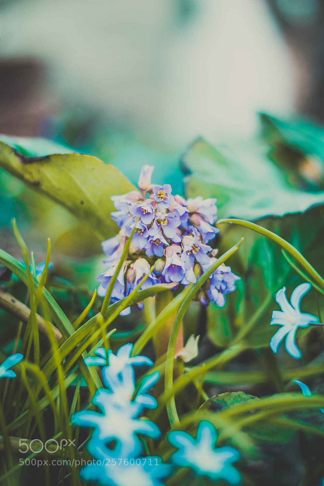 Nikon D3300 sample photo. Blooming nature photography