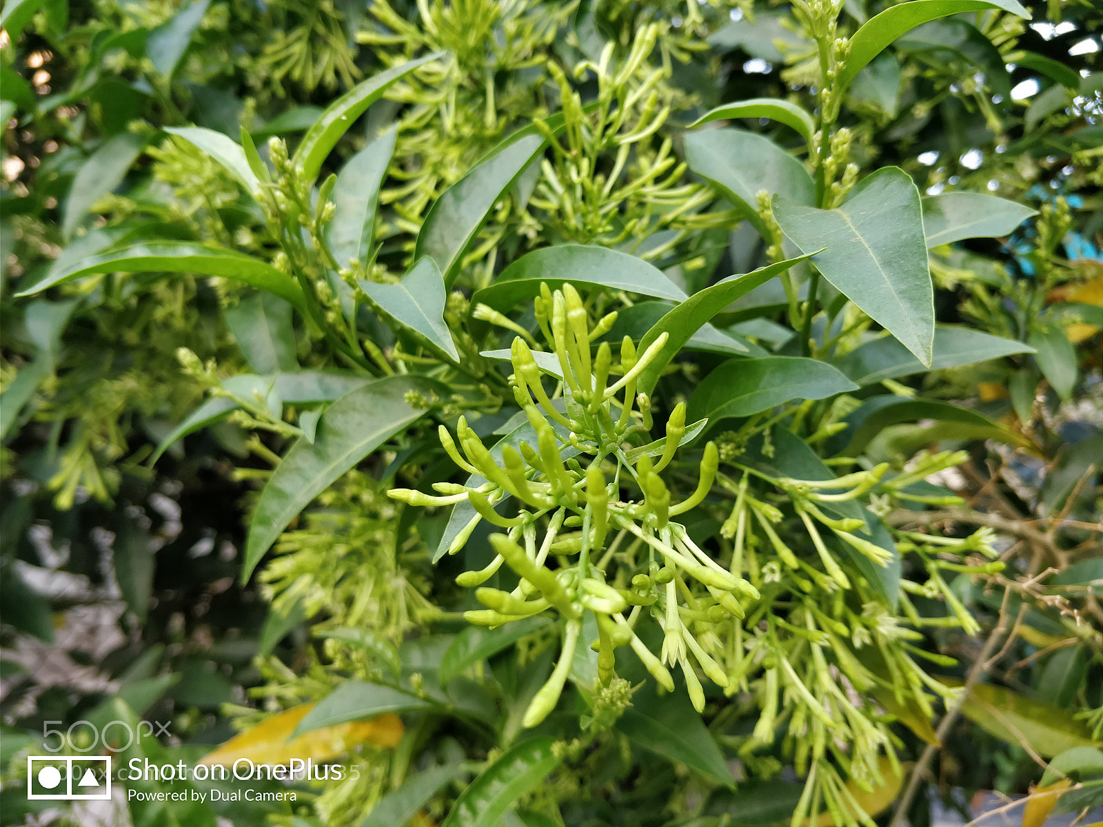 OnePlus 5T sample photo. Img_20180401_065907.jpg photography