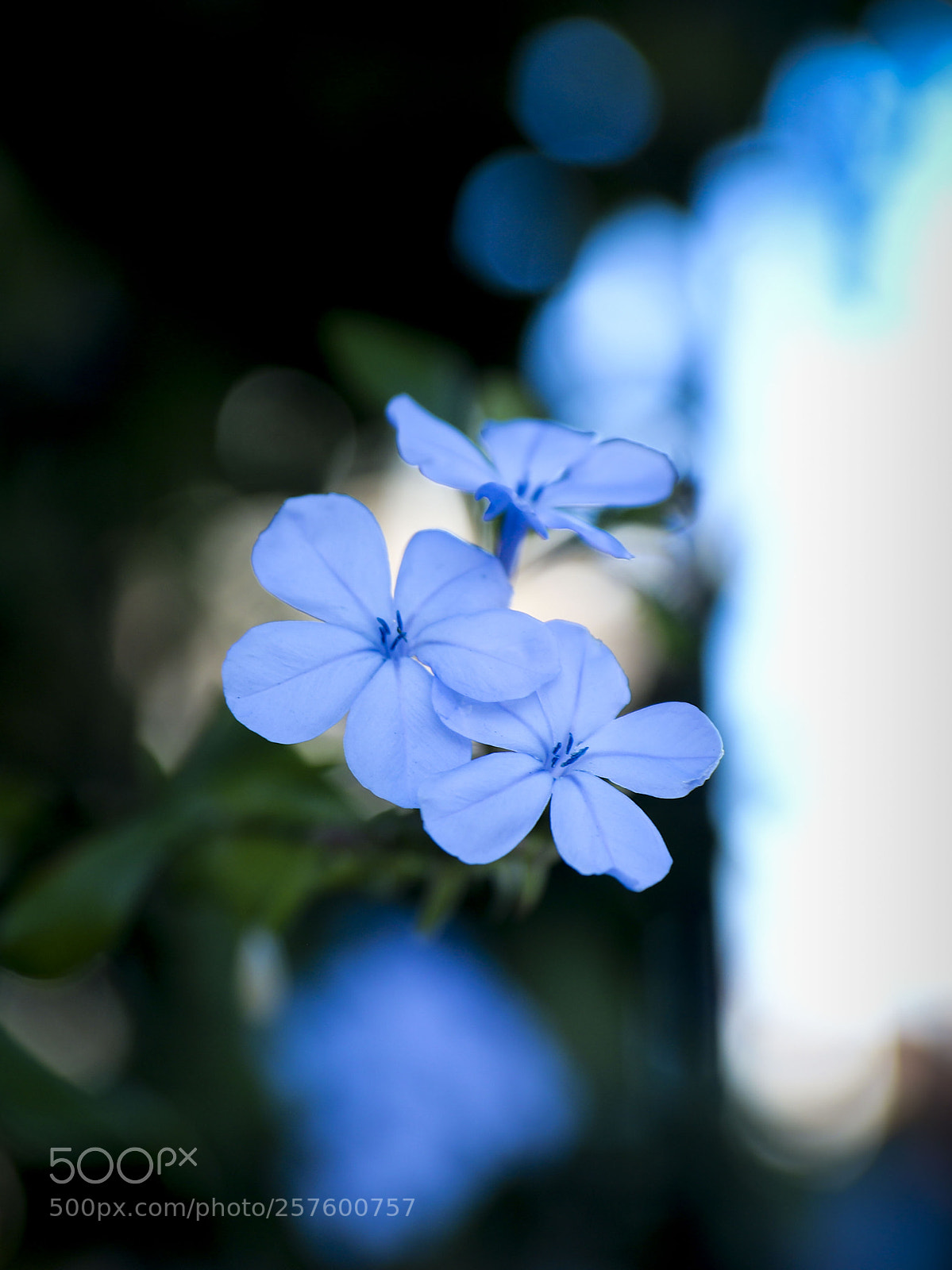 Canon EOS 7D Mark II sample photo. Summer time photography