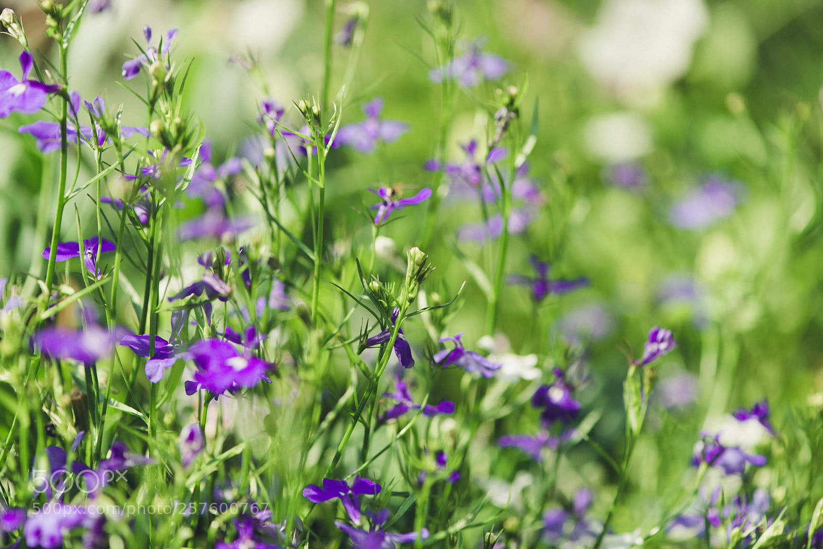 Nikon D800E sample photo. Flowers photography