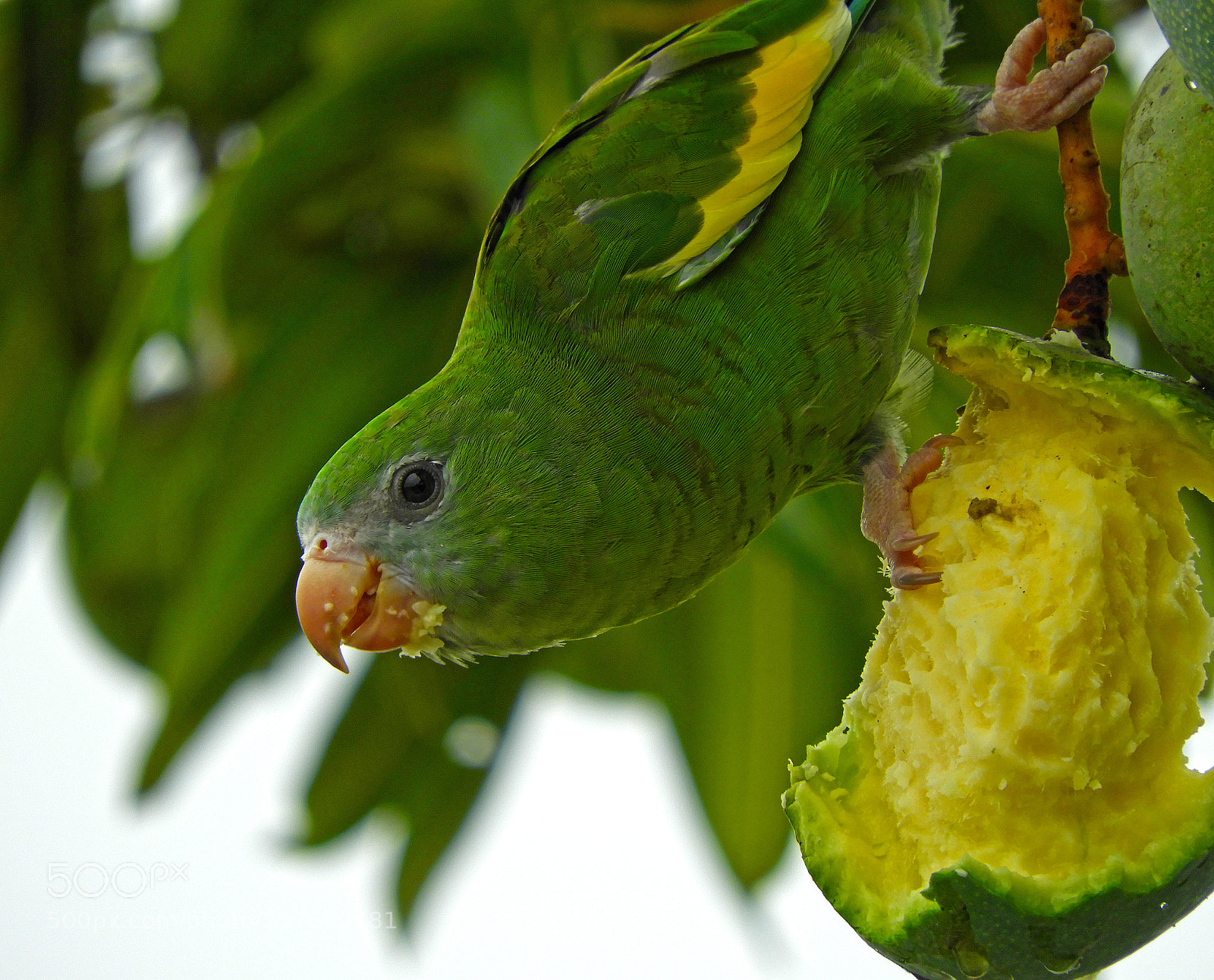 Nikon Coolpix B700 sample photo. Happy parrot ii photography