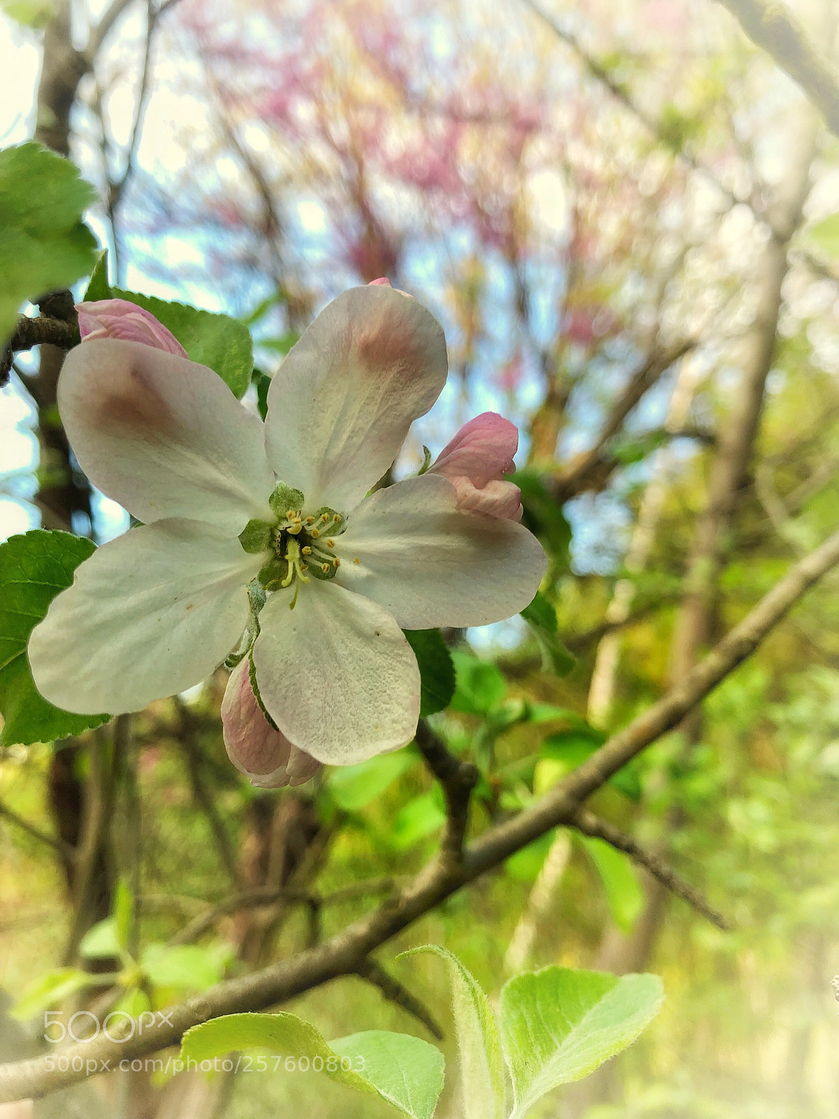 Apple iPhone 8 Plus sample photo. Warmer days photography