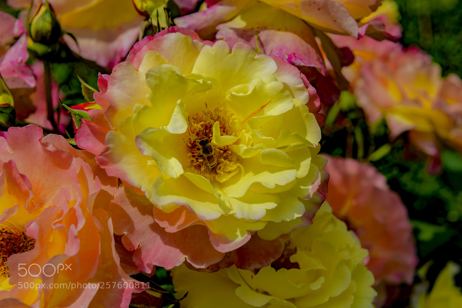 Nikon D750 sample photo. Rose photography