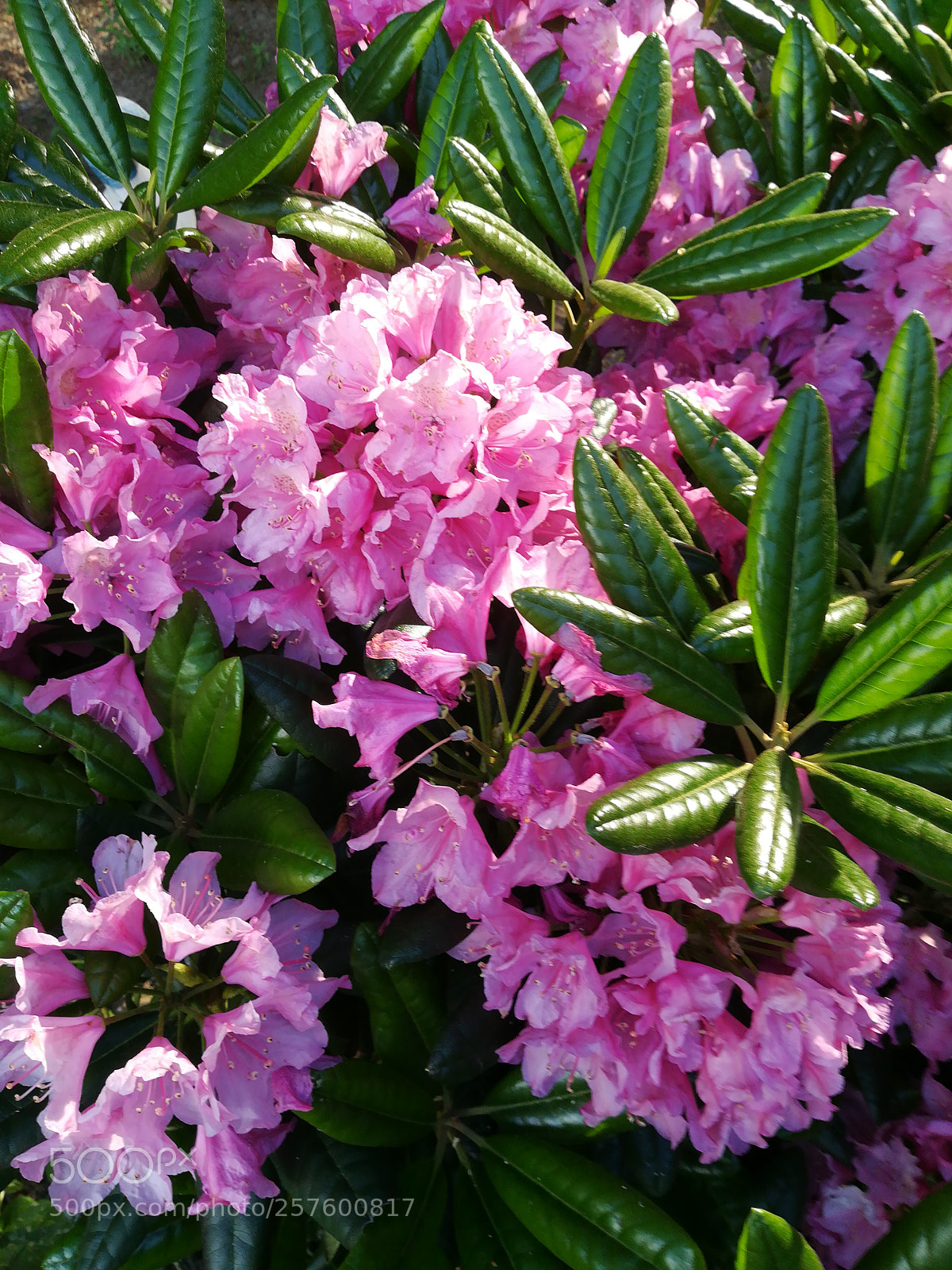 HUAWEI PRA-LX1 sample photo. Untitled photography