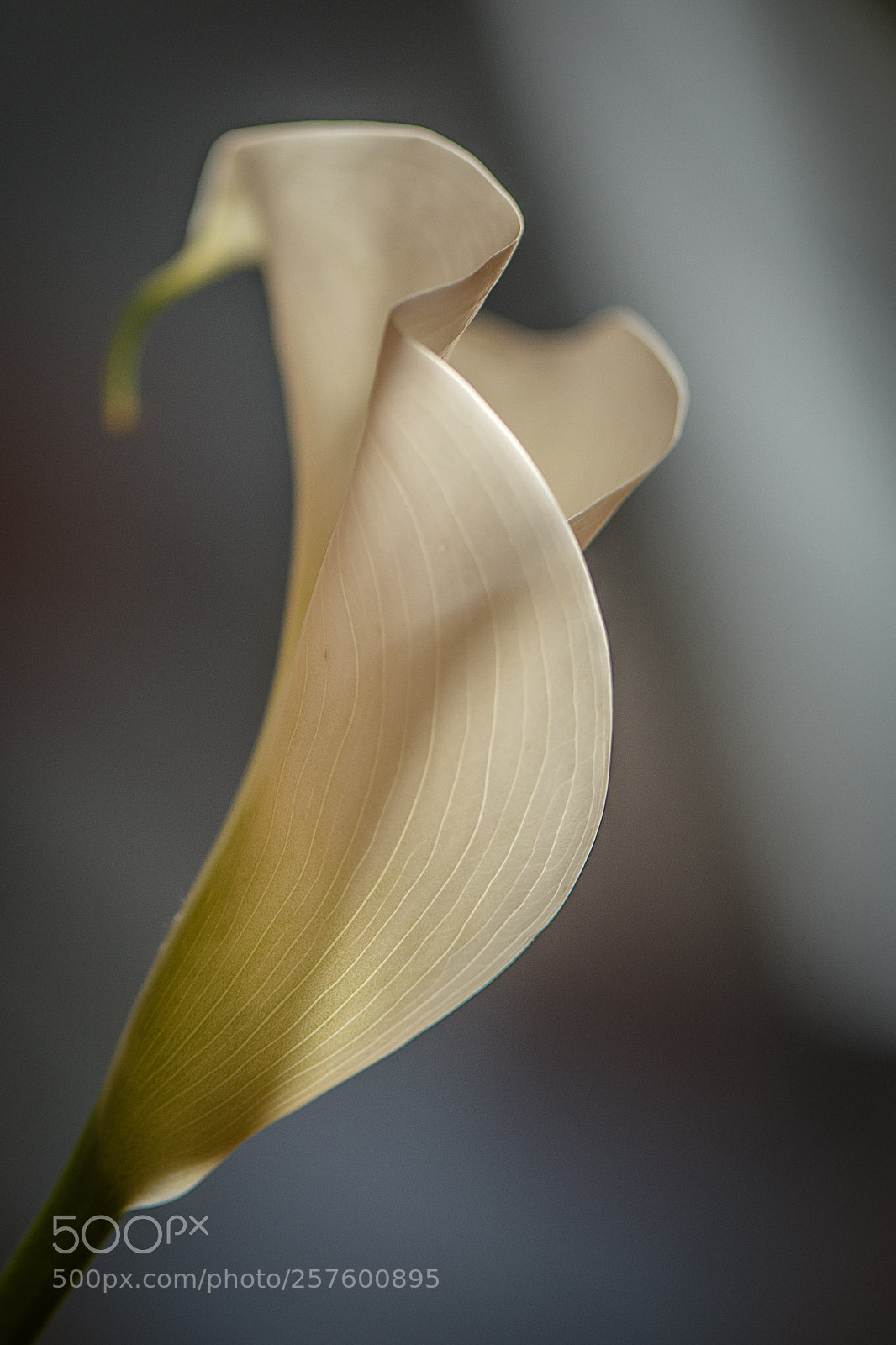Nikon D750 sample photo. Flower photography