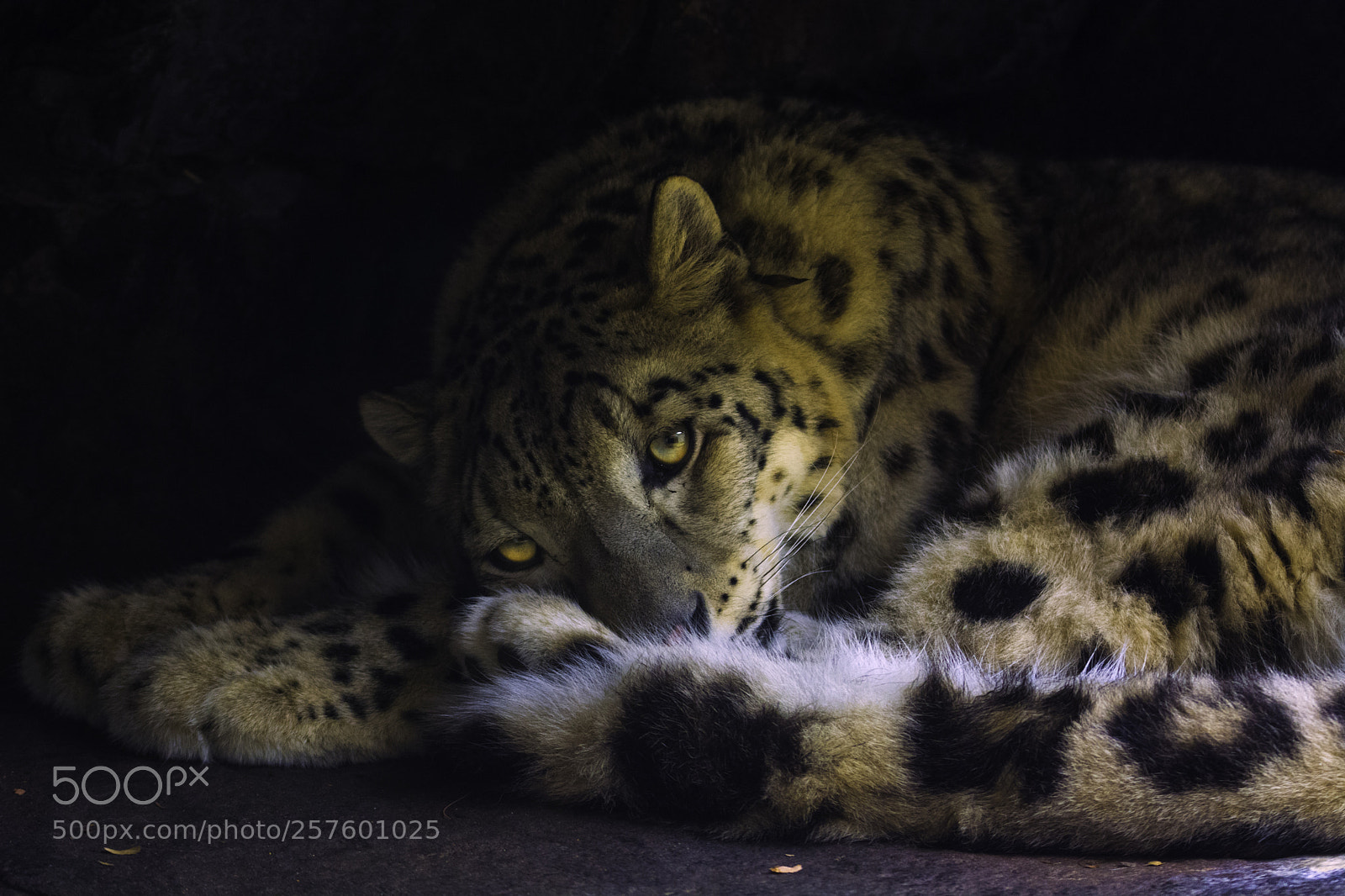Nikon D7100 sample photo. Leopardo photography