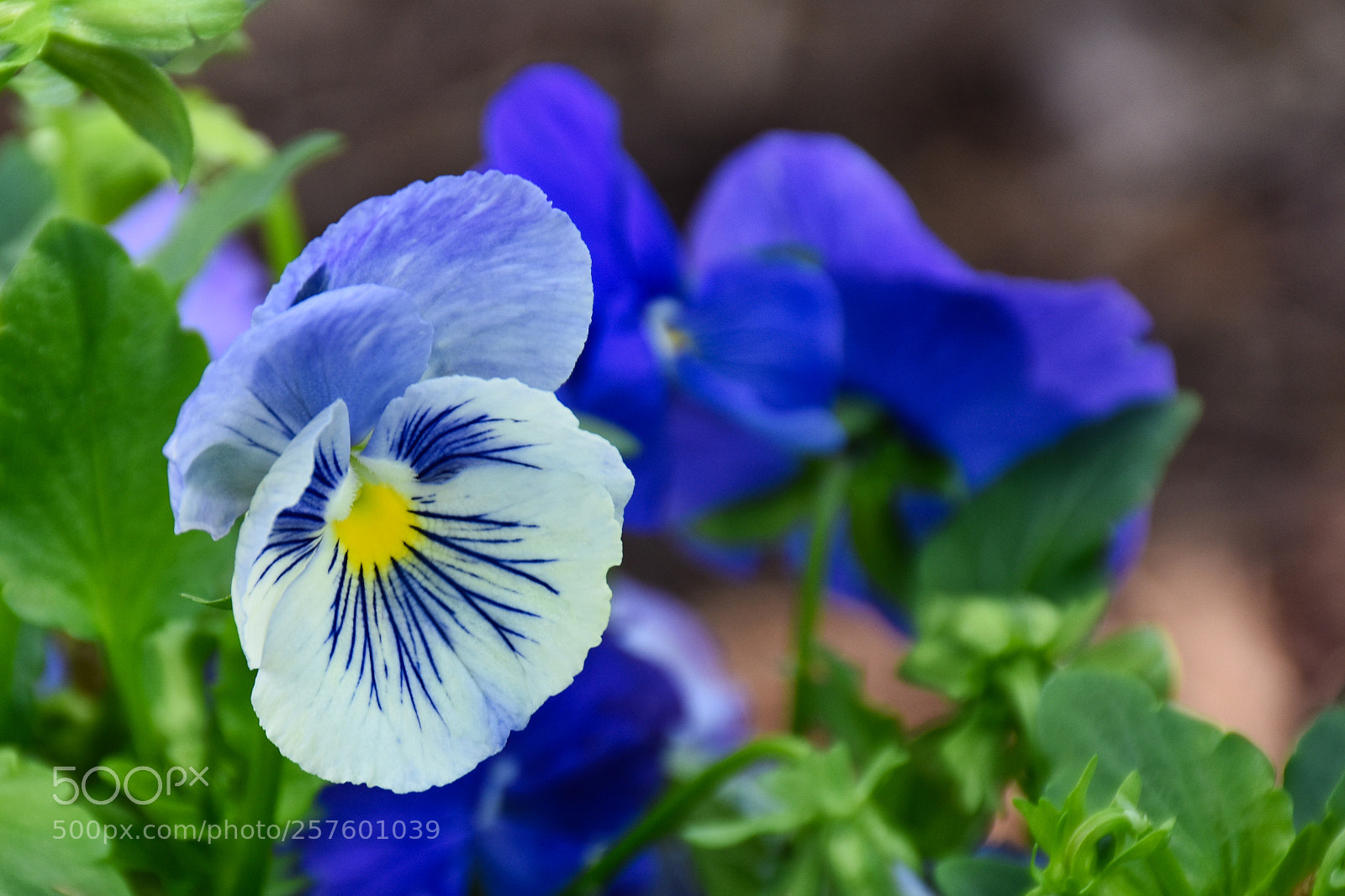 Nikon D7200 sample photo. Blue veins photography