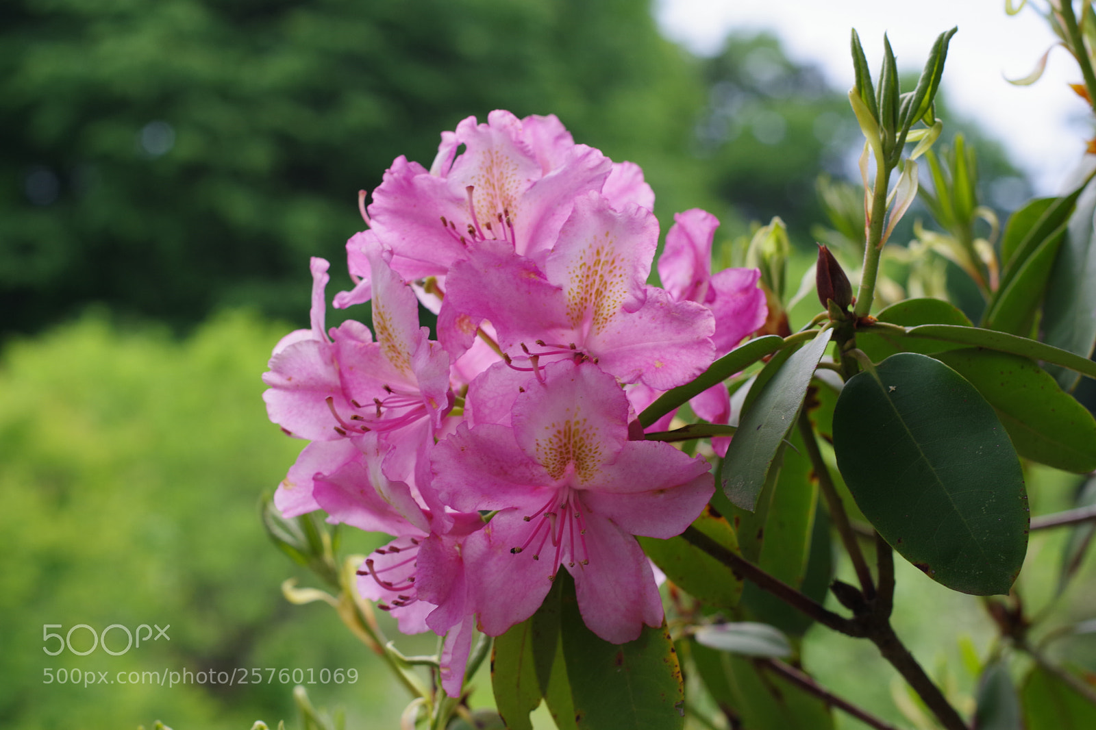 Pentax K-70 sample photo. Untitled photography