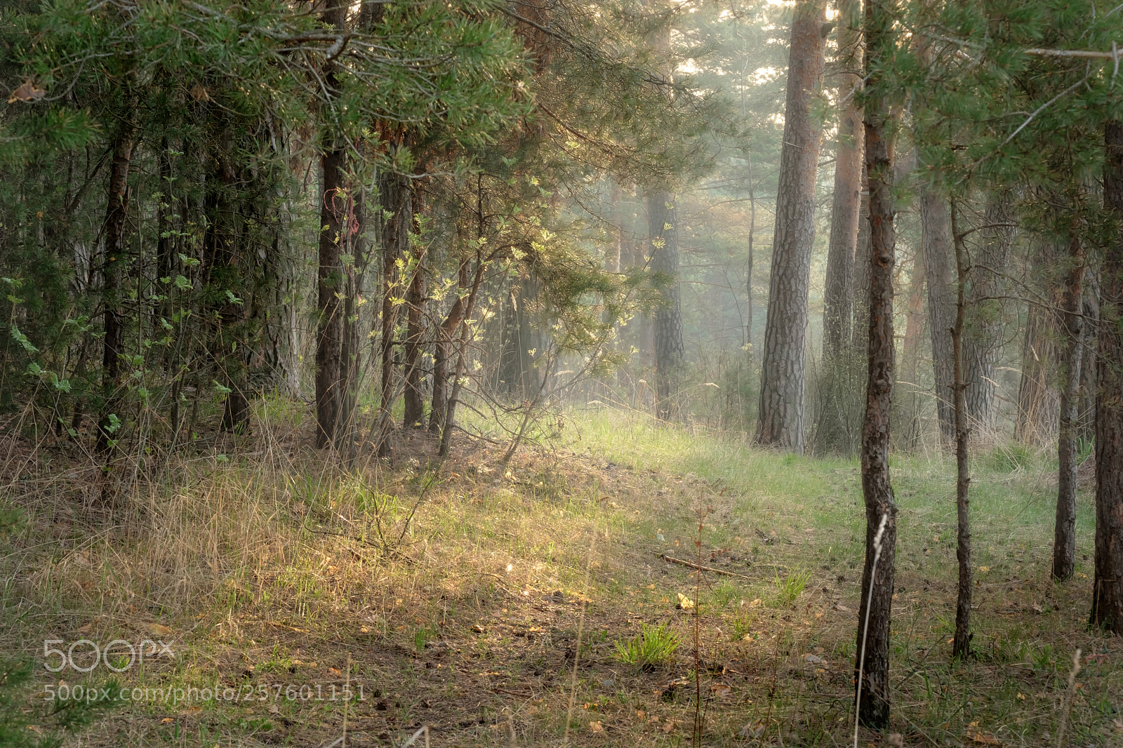 Fujifilm X-H1 sample photo. Dawn forest photography