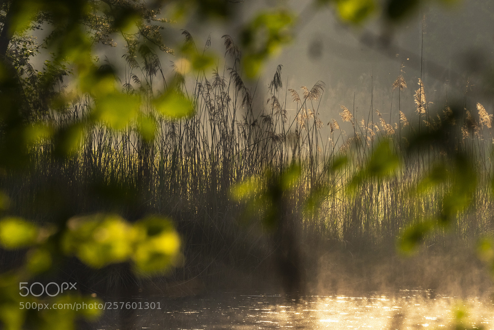 Nikon D810 sample photo. Morning light photography