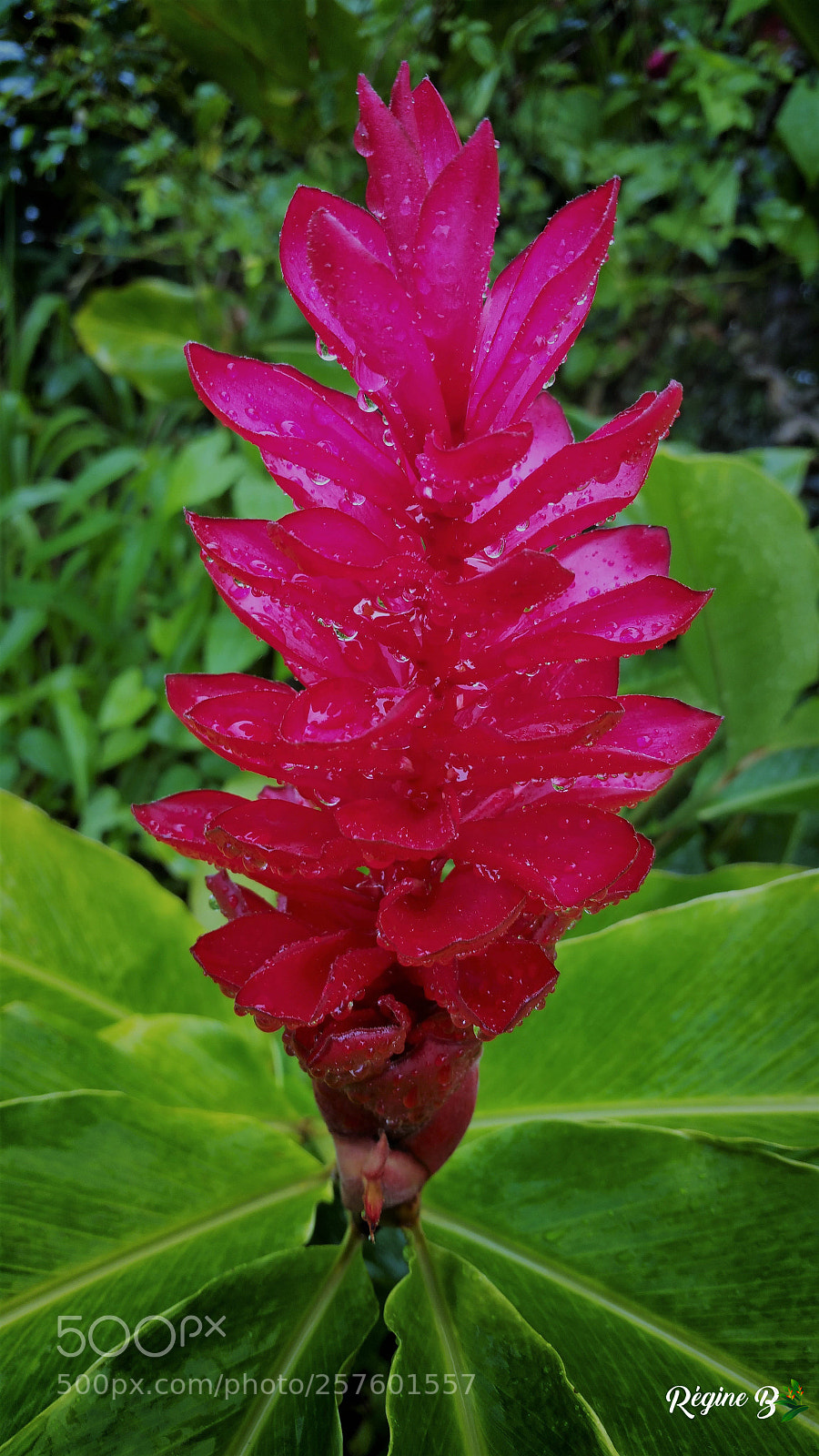 Samsung Galaxy Note4 sample photo. Alpinia photography