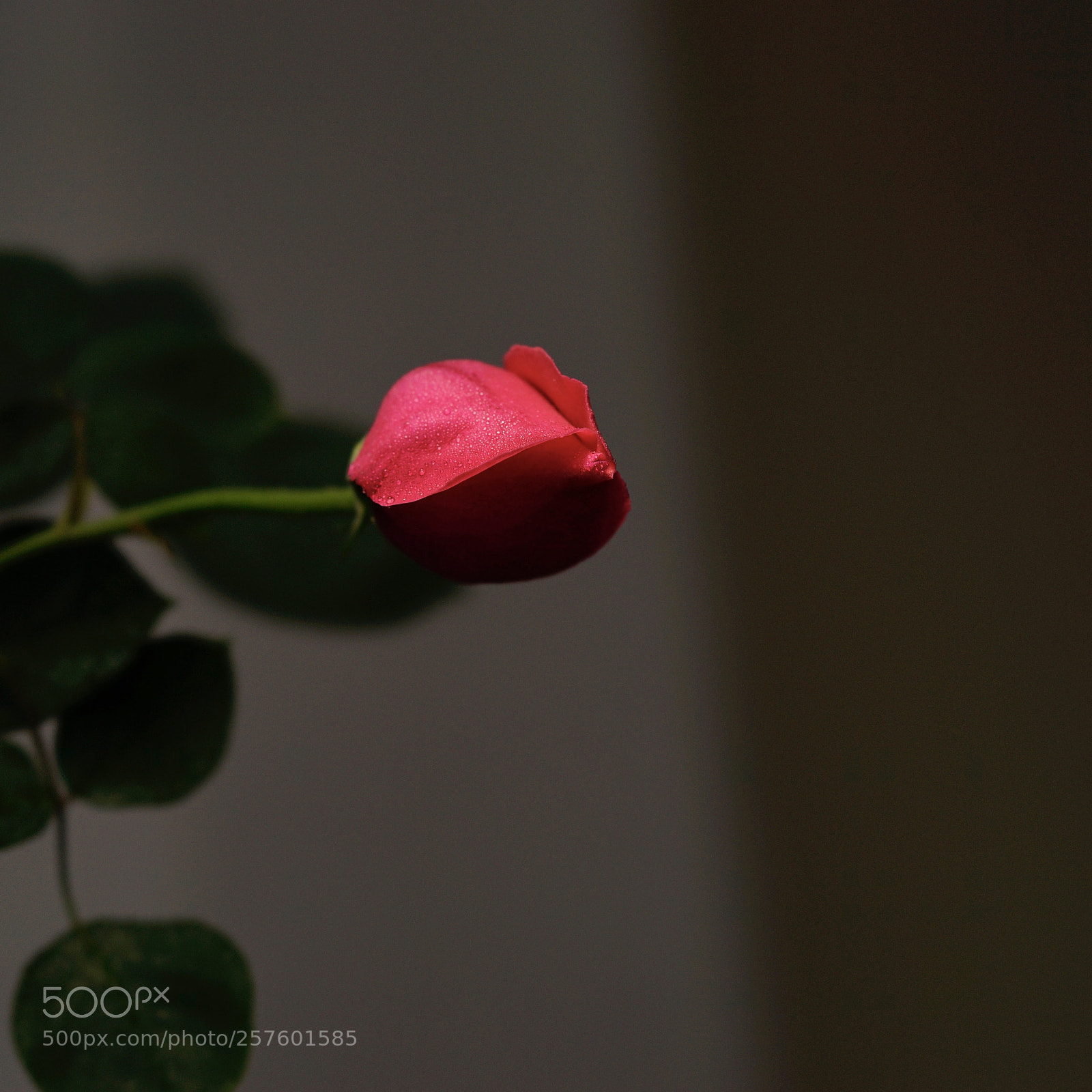 Sony a7 II sample photo. 倔 photography