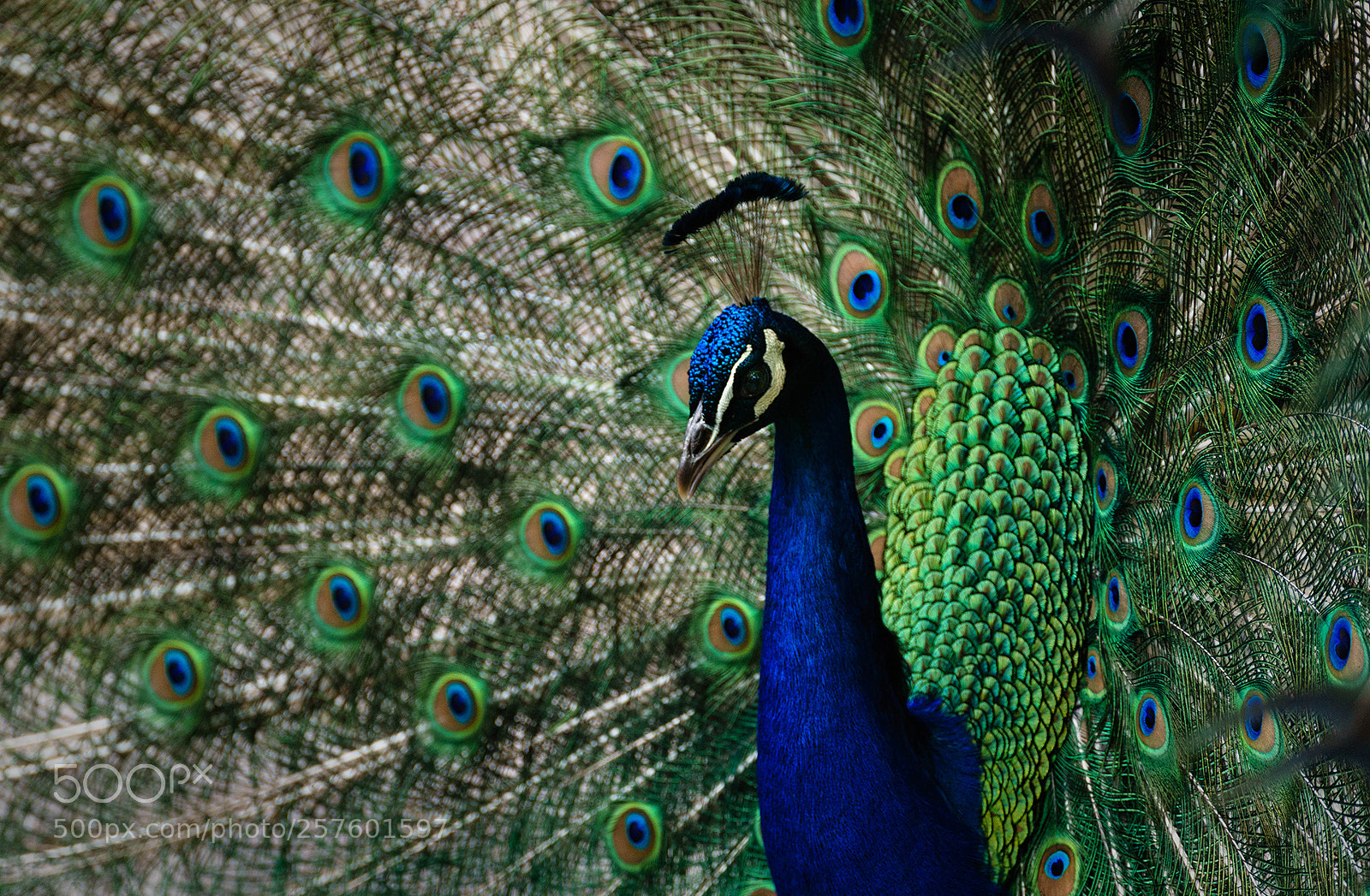 Sony a7 II sample photo. Peacock at the courtship photography