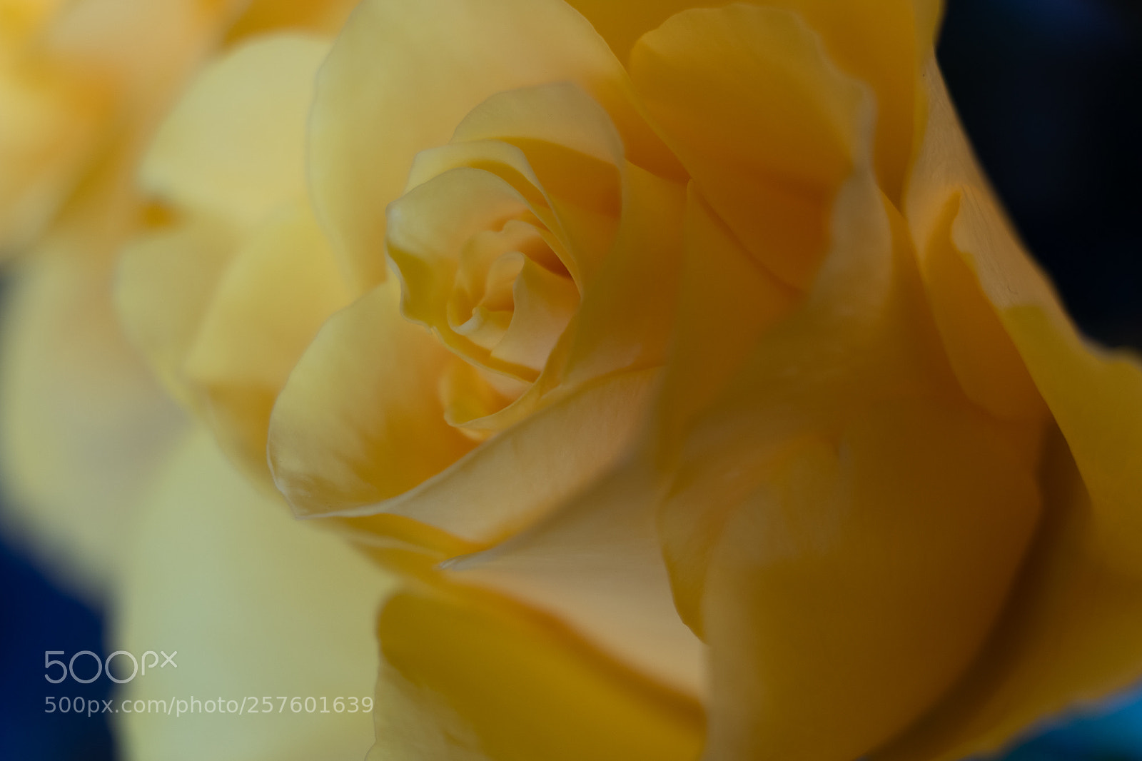 Fujifilm X-T2 sample photo. Yellow rose photography