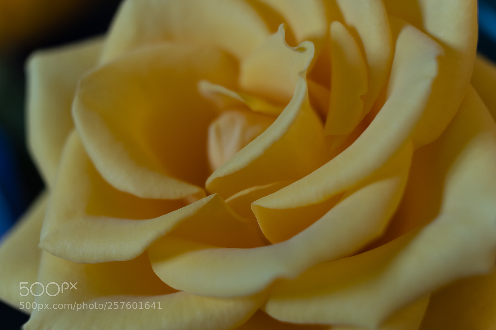 Fujifilm X-T2 sample photo. Yellow in bloom photography