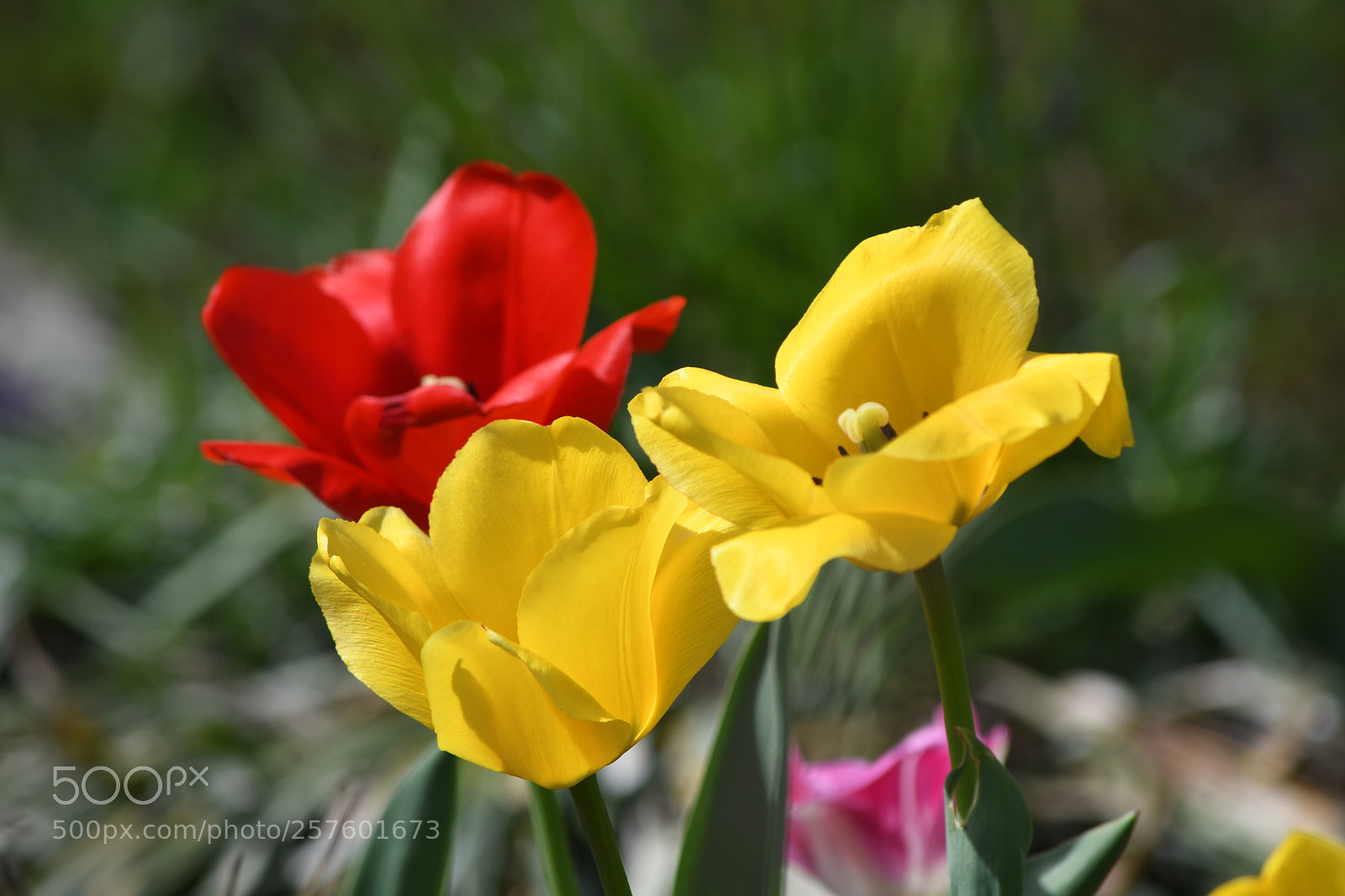 Nikon D500 sample photo. Tulips photography