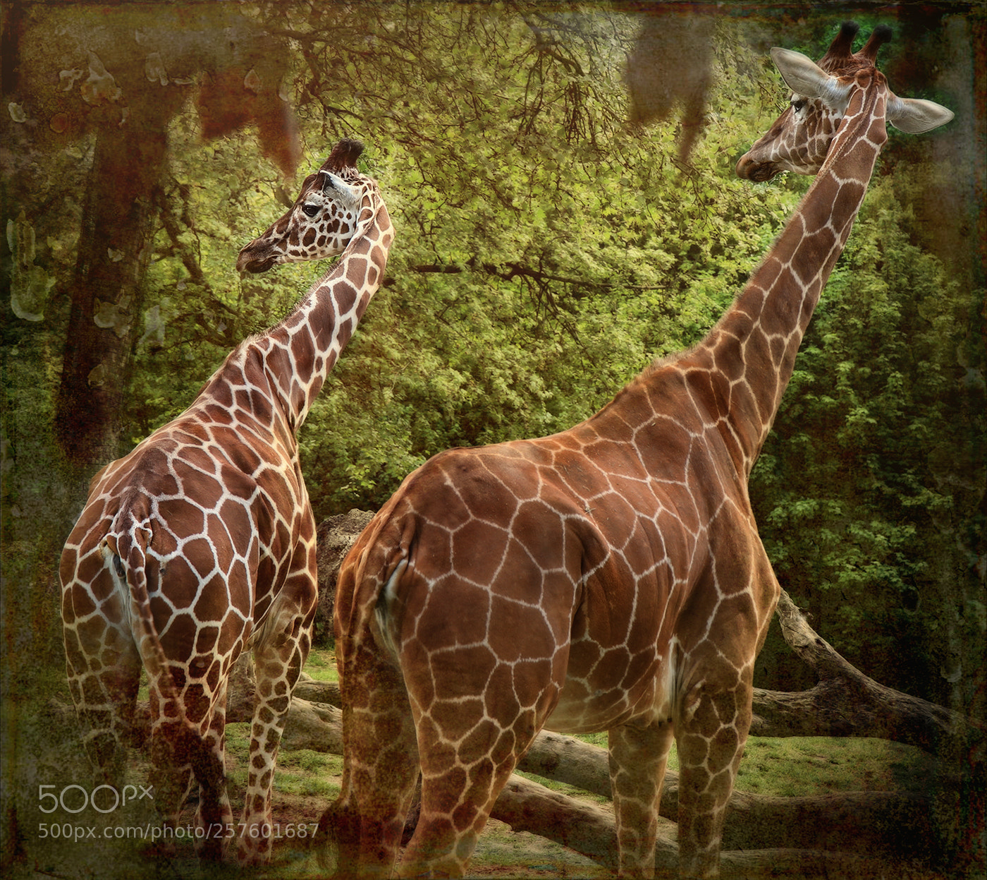 Canon EOS 7D sample photo. Girafes photography