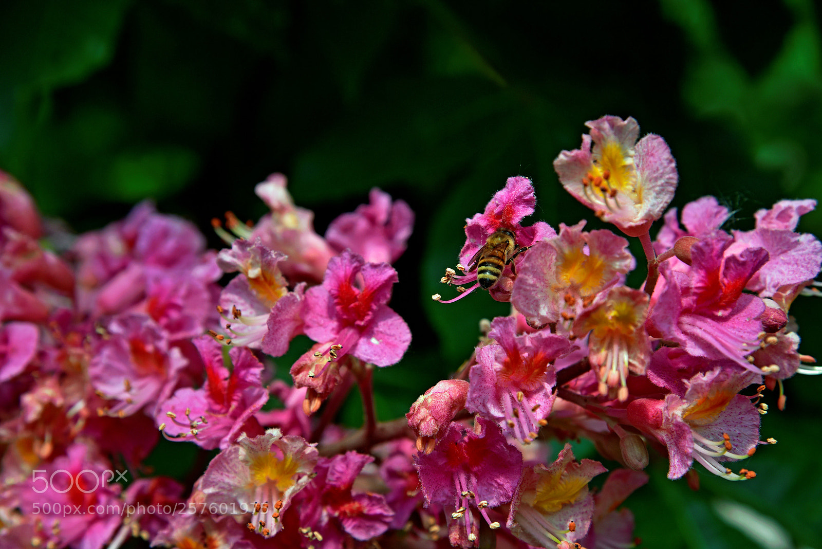 Nikon D750 sample photo. Blossom photography