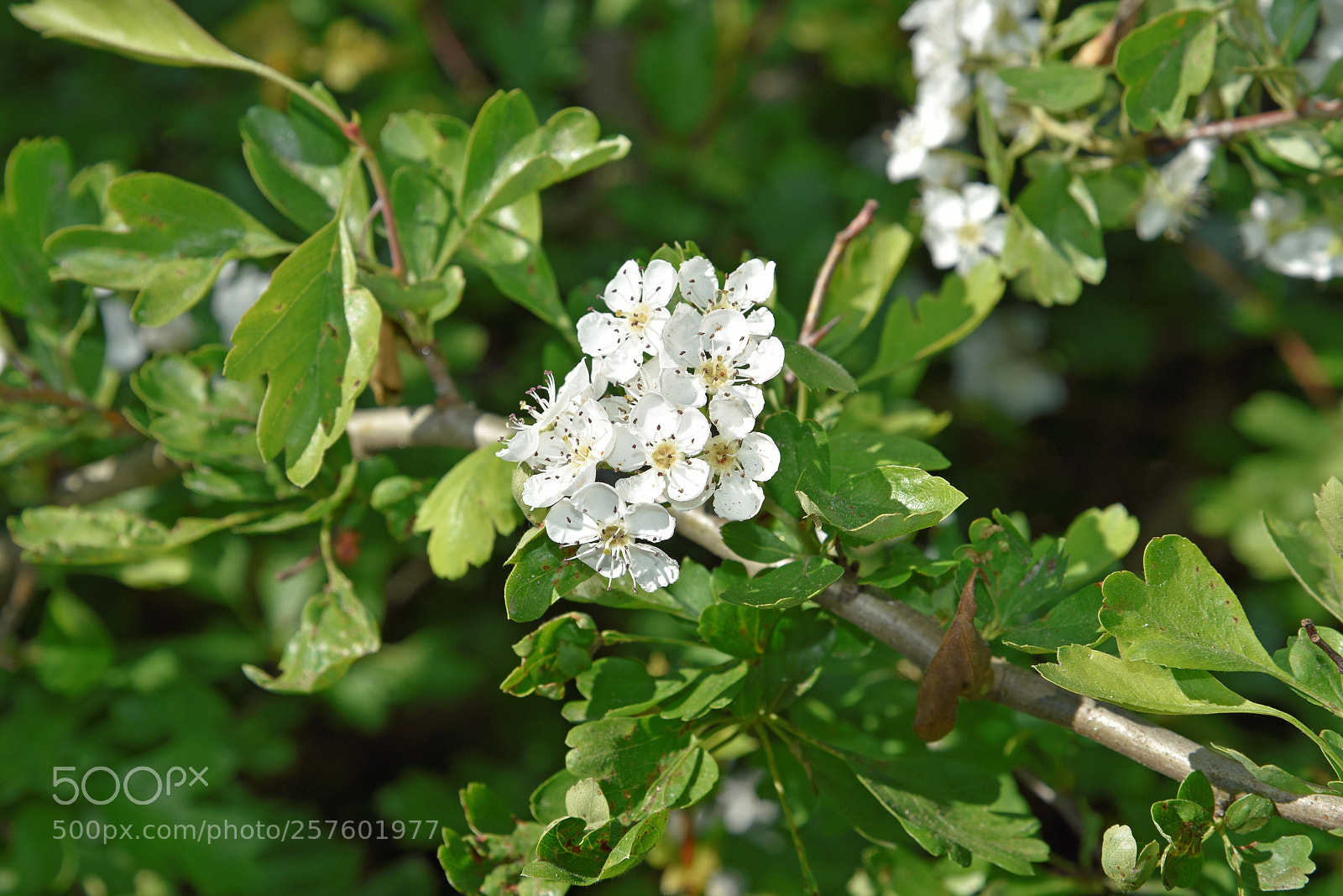 Nikon D750 sample photo. Blossom photography