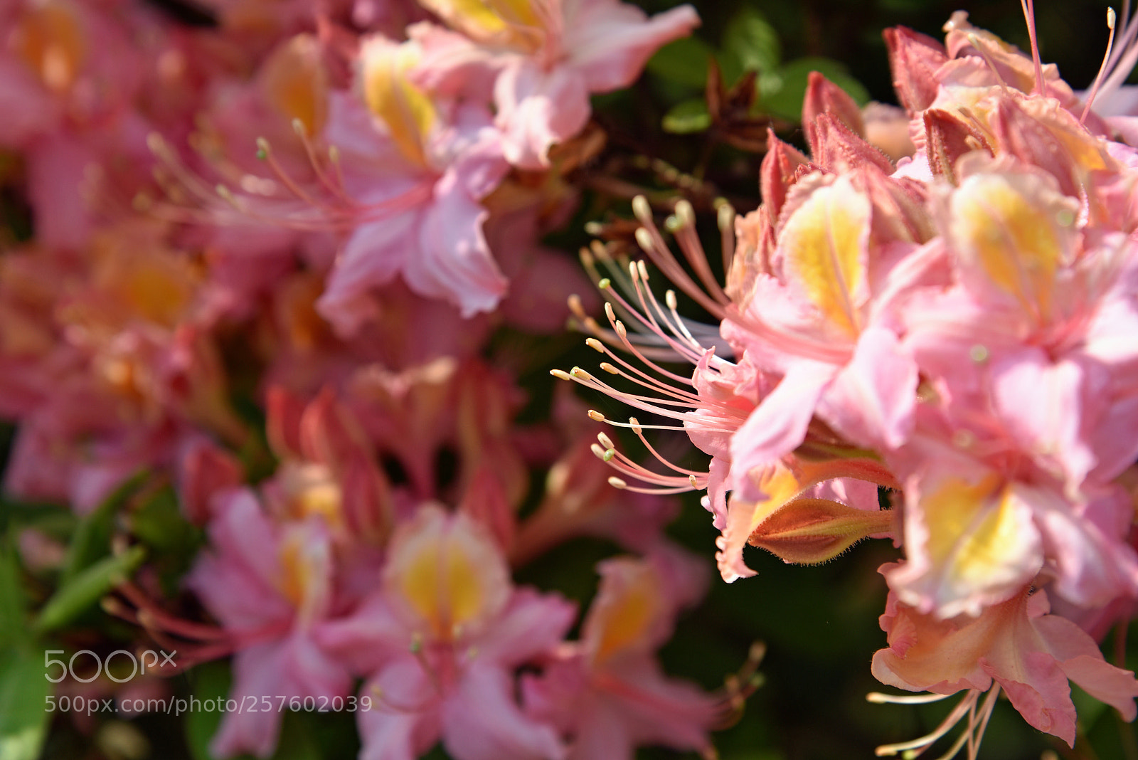 Nikon D750 sample photo. Blossom photography
