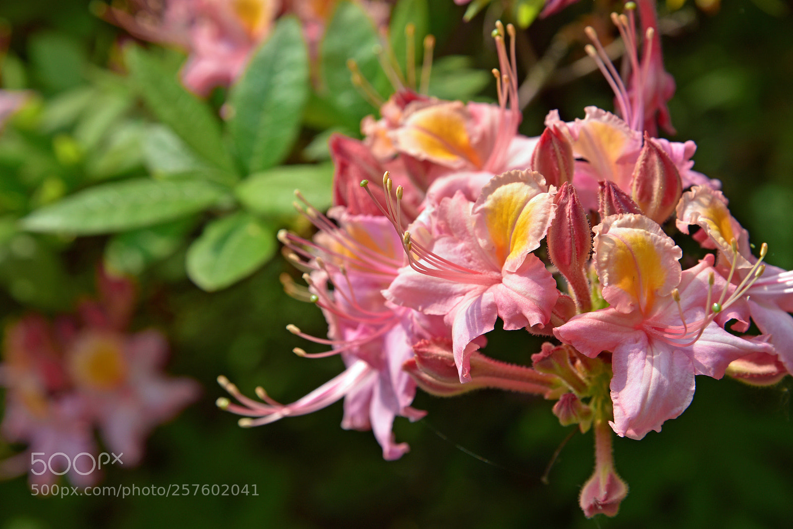 Nikon D750 sample photo. Blossom photography