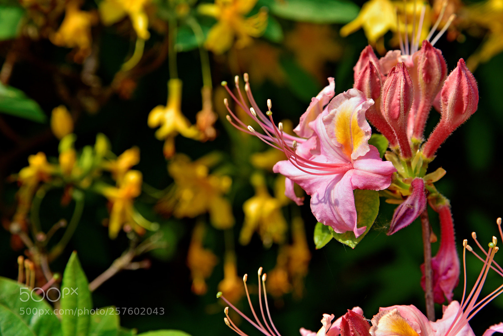 Nikon D750 sample photo. Blossom photography
