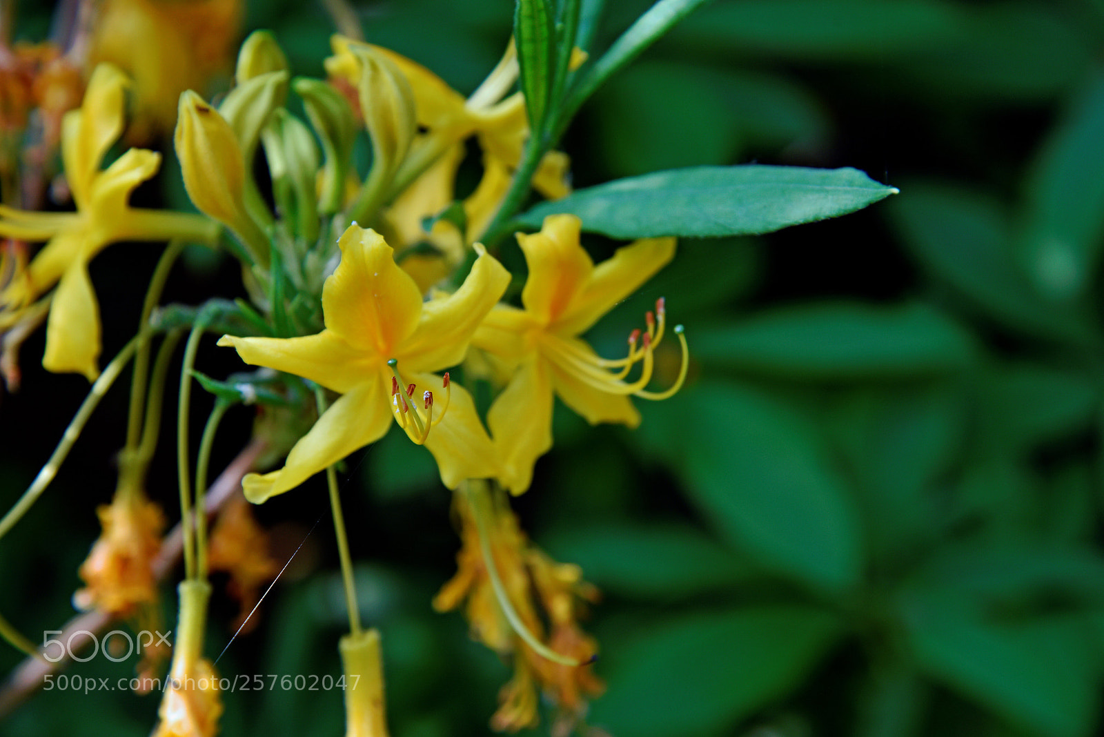 Nikon D750 sample photo. Blossom photography