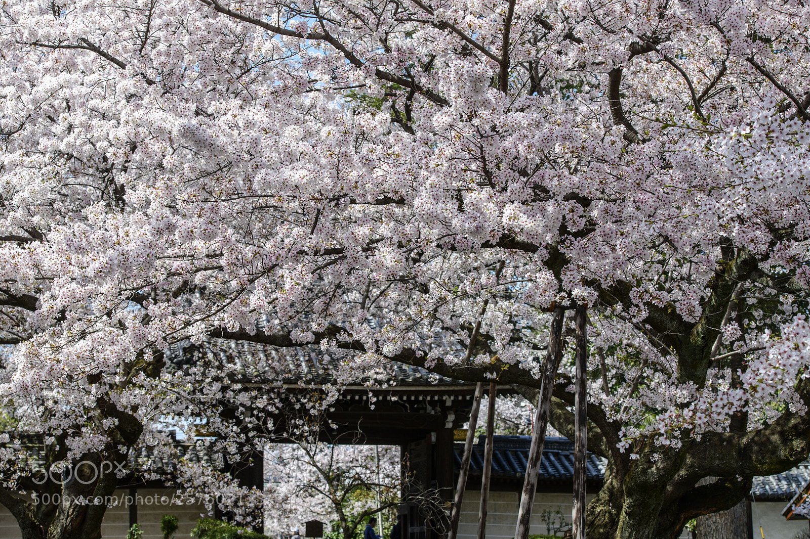 Nikon D850 sample photo. Sakura kyoto japan photography
