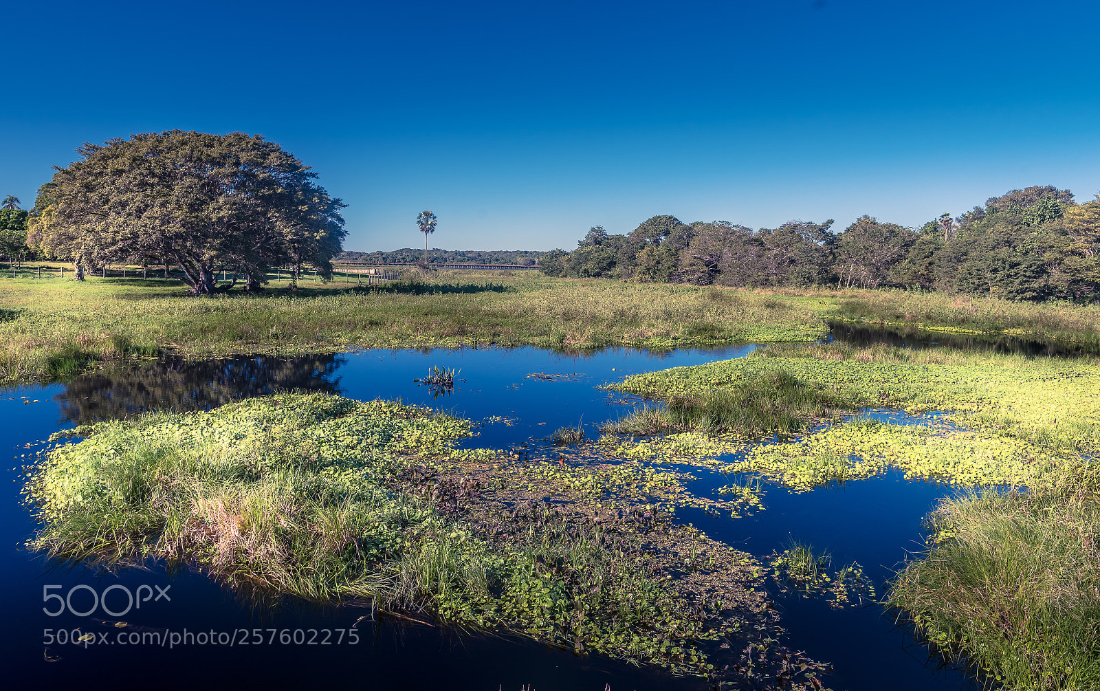 Nikon D750 sample photo. Swamp  photography
